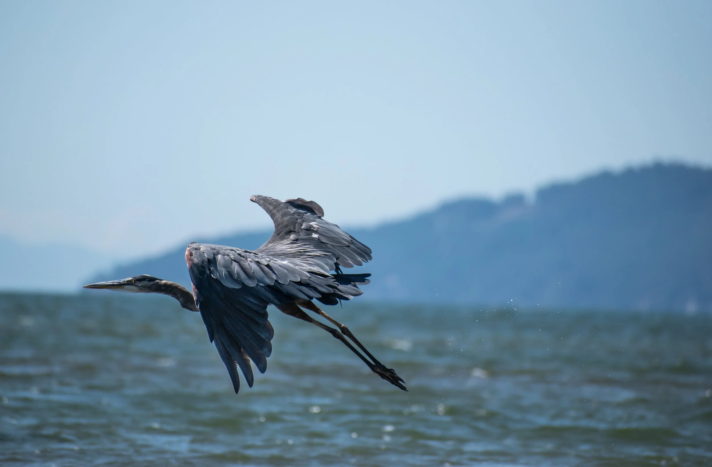 Heron, English Bay, BC, Canada