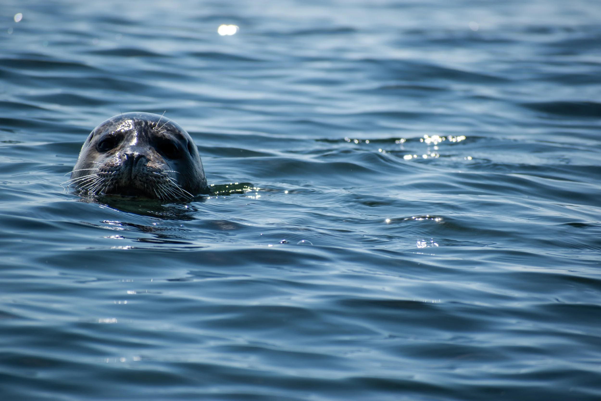 Hello!
Seal off of Vancouver Island, BC, Canada