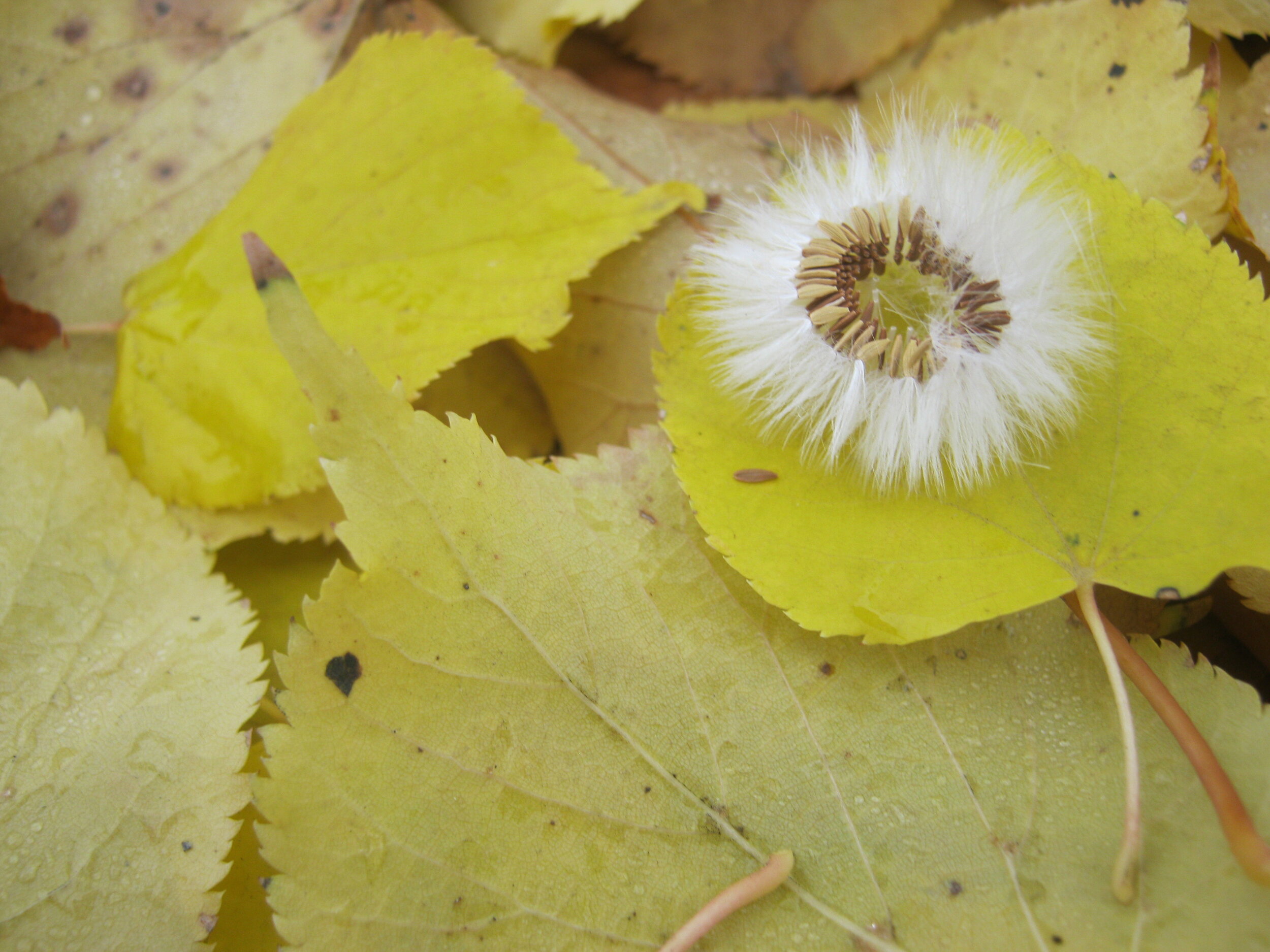 Dandelion Halo