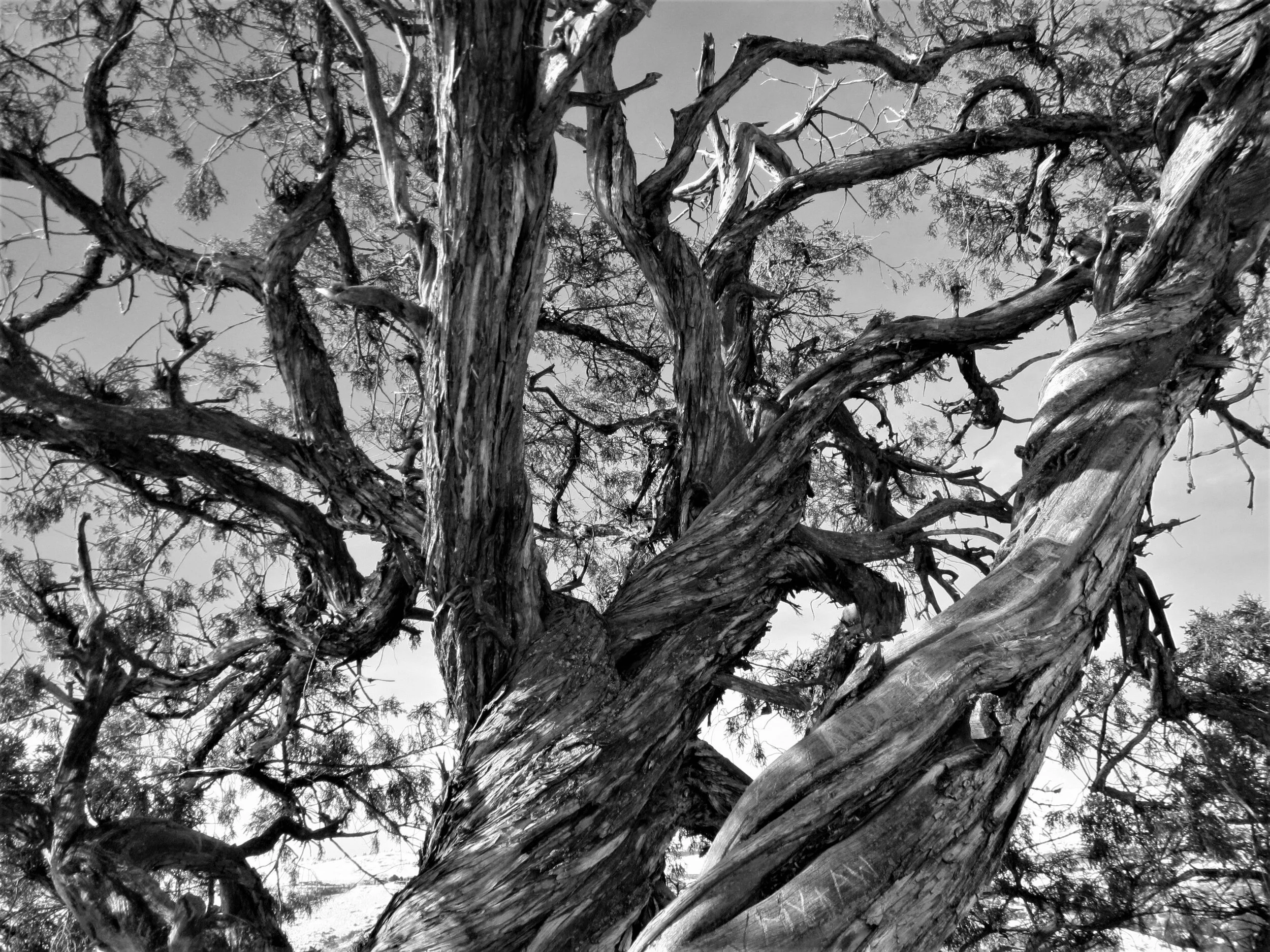 Tree in Kalamalka Lake Provincial Park