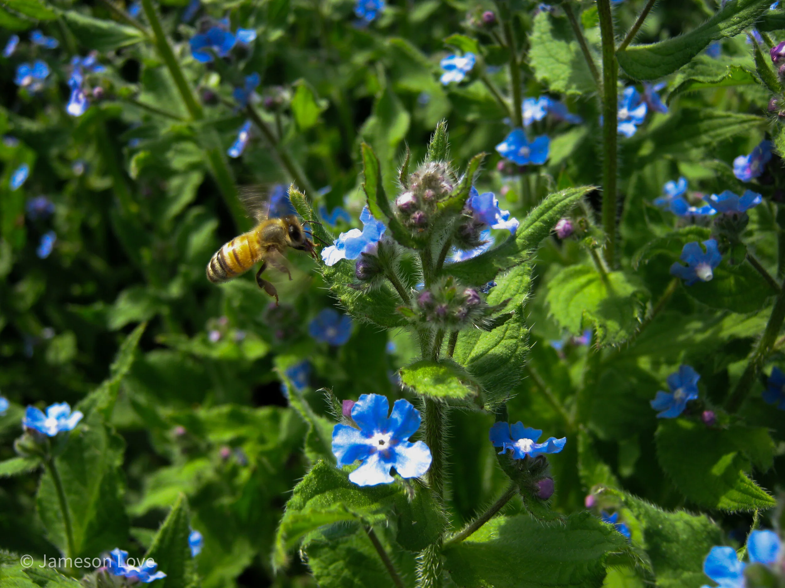 Bee Amongst Green Alkanet