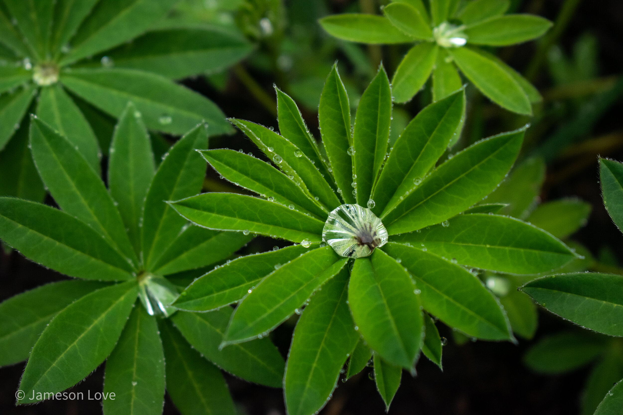Waterdrops on Lupine Leaves