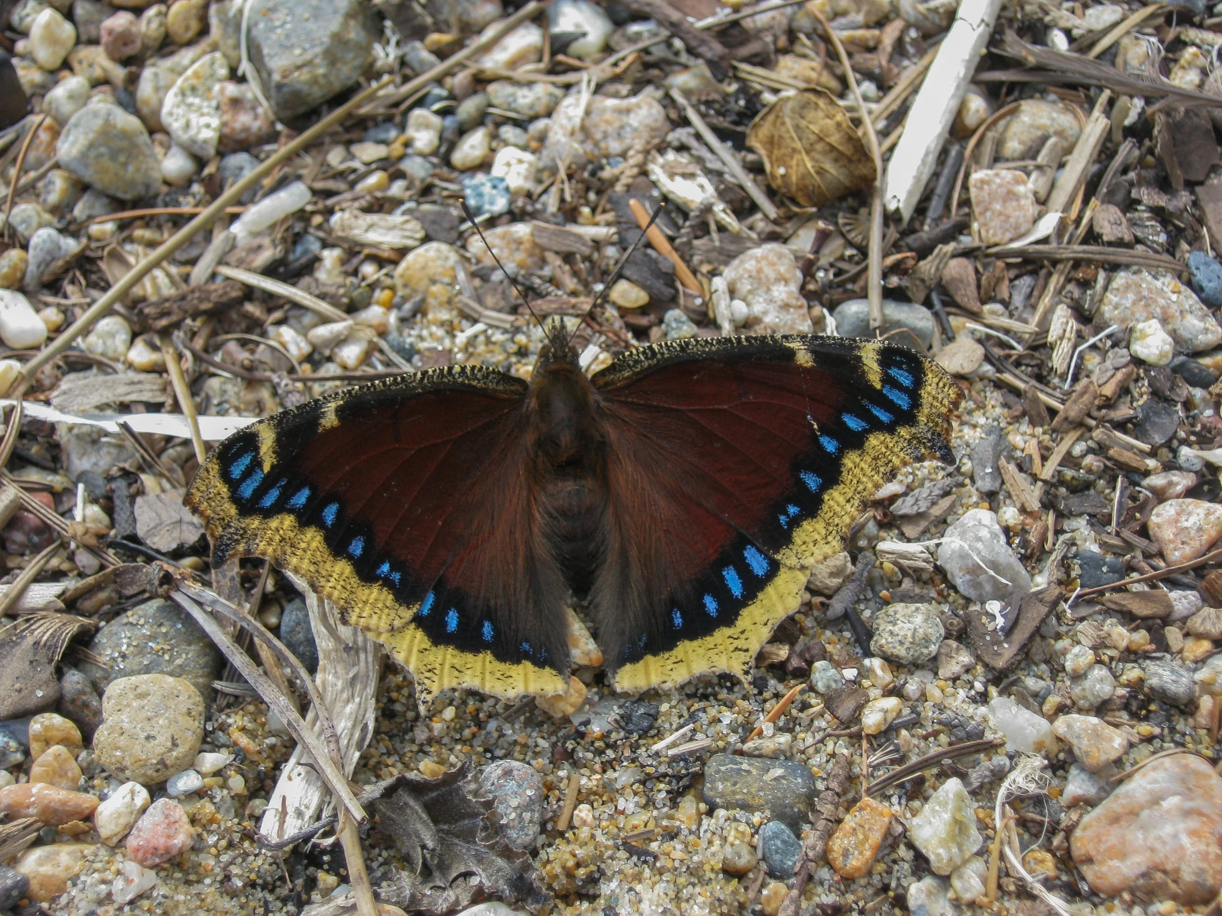 Mourning Cloak Butterfly