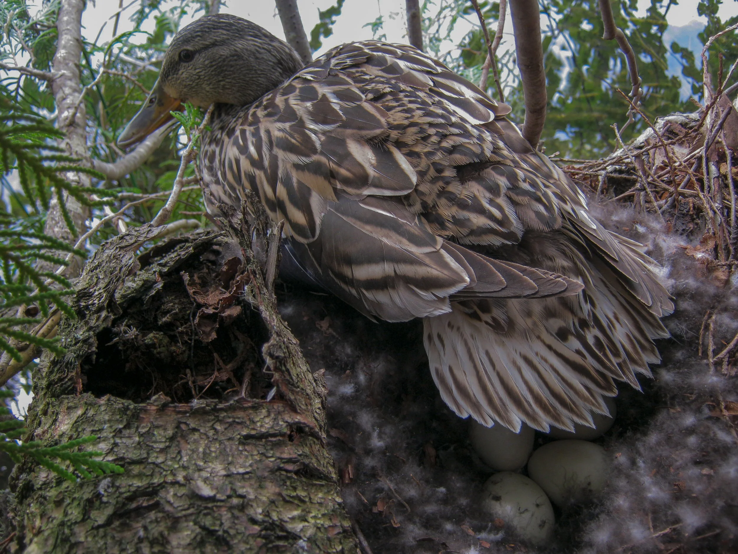 Mother Duck with Eggs