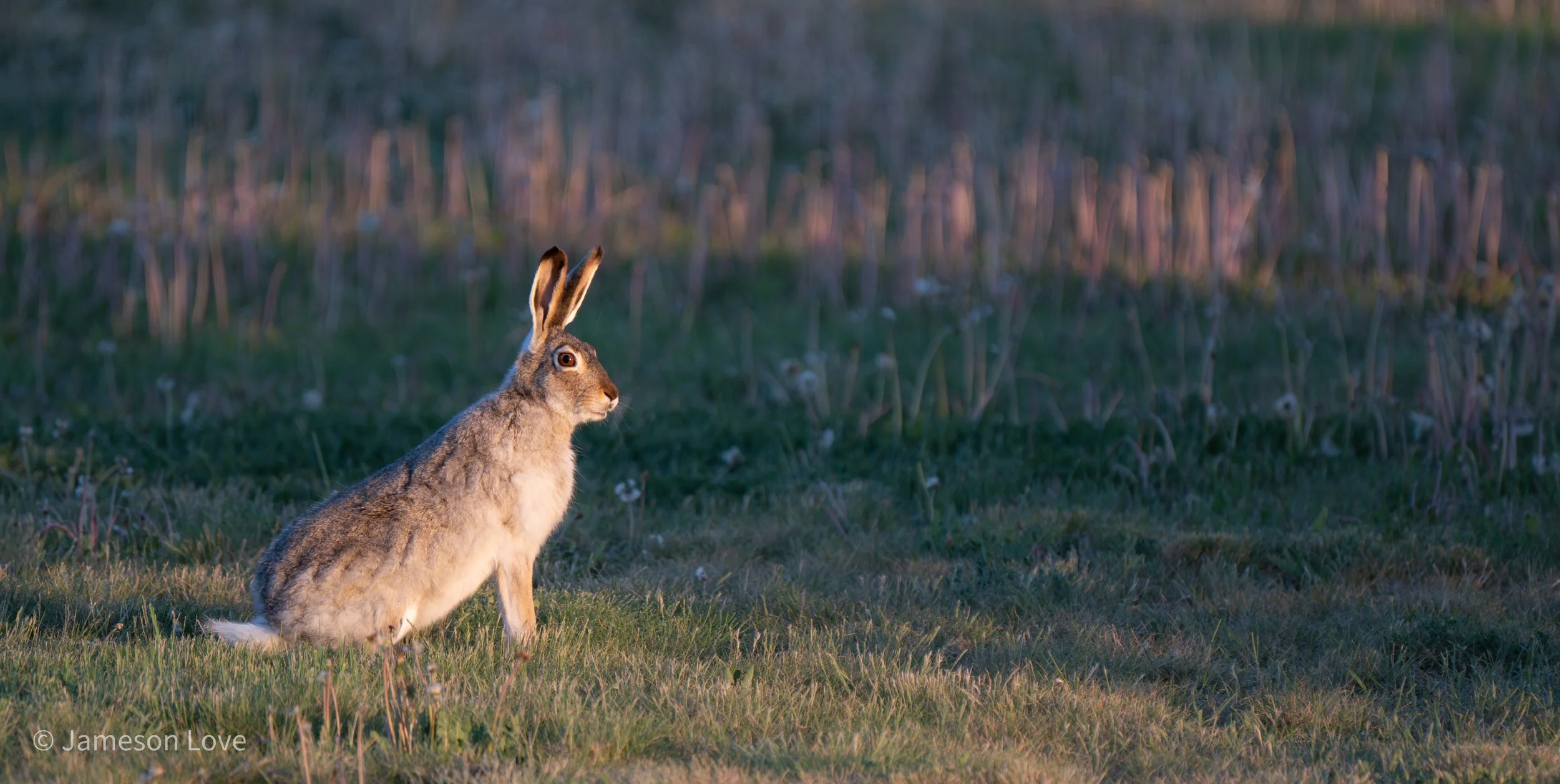 Twilight Sentinel;
White-tailed Jack Rabbit;
Saskatoon, Saskatchewan, Canada