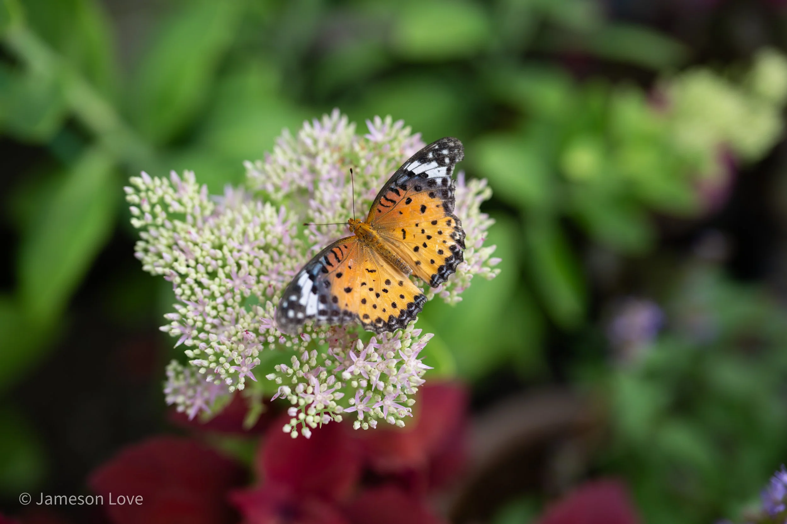 _DSC8759.jpg