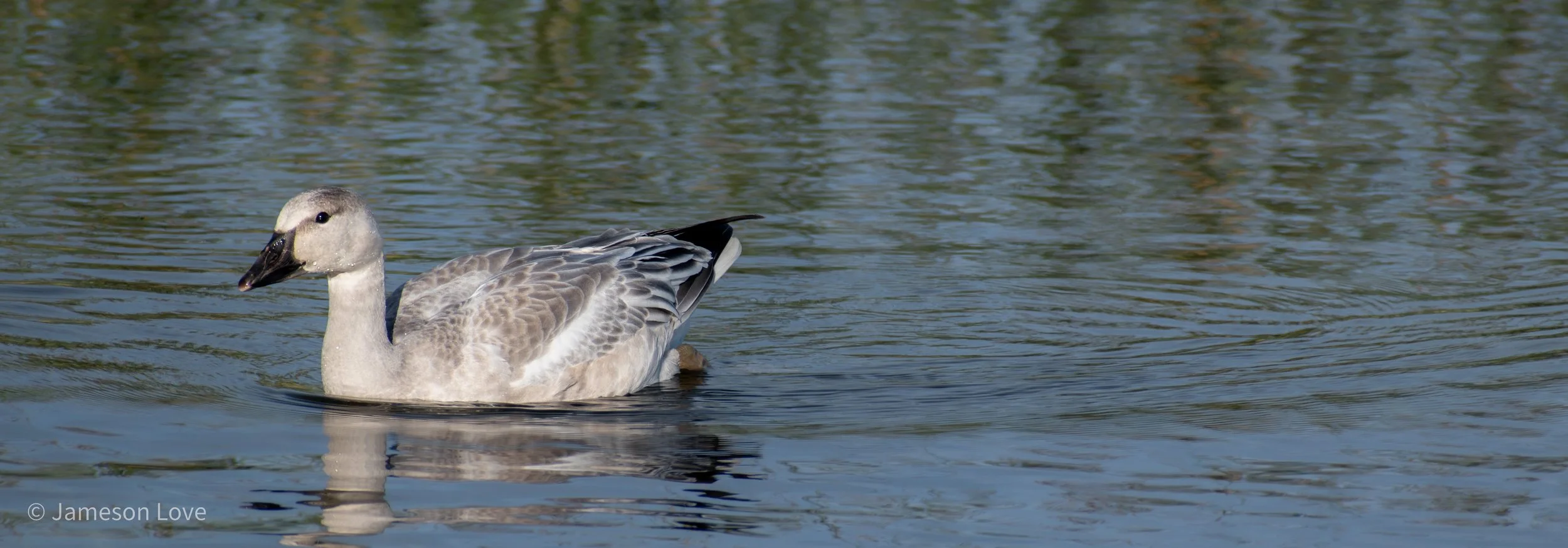 Young Snow Goose;
Candle Lake, Saskatchewan, Canada