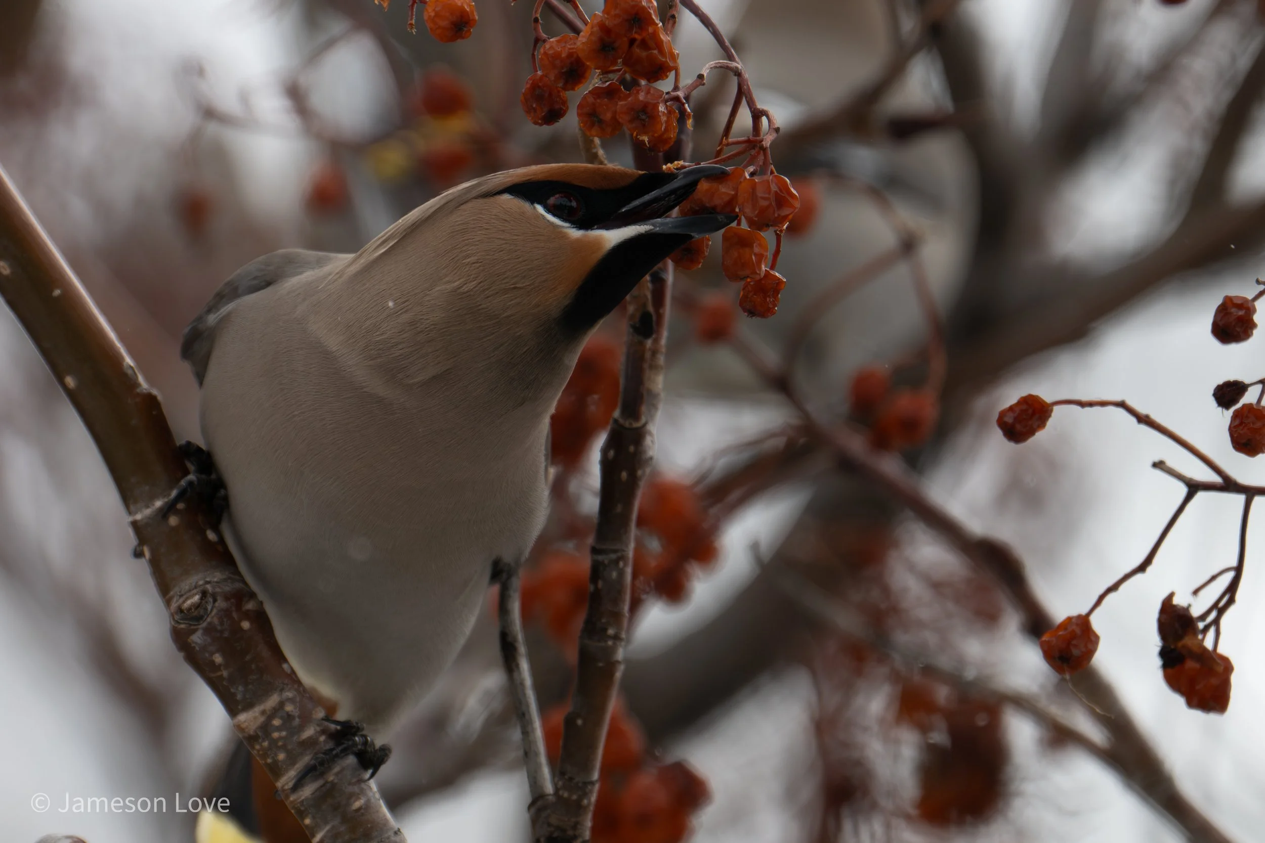 _DSC9690.jpg