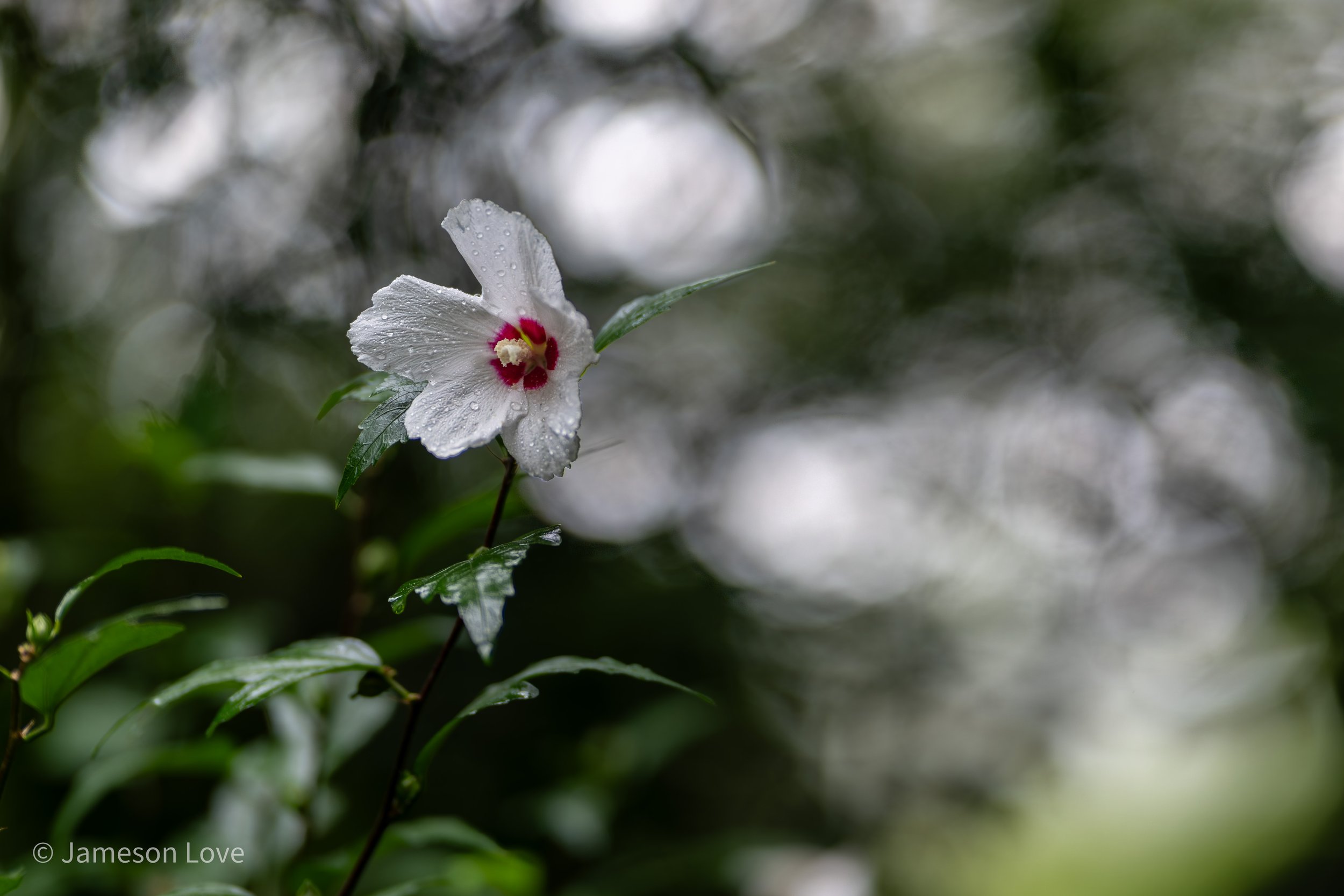 _DSC7942-HDR.jpg