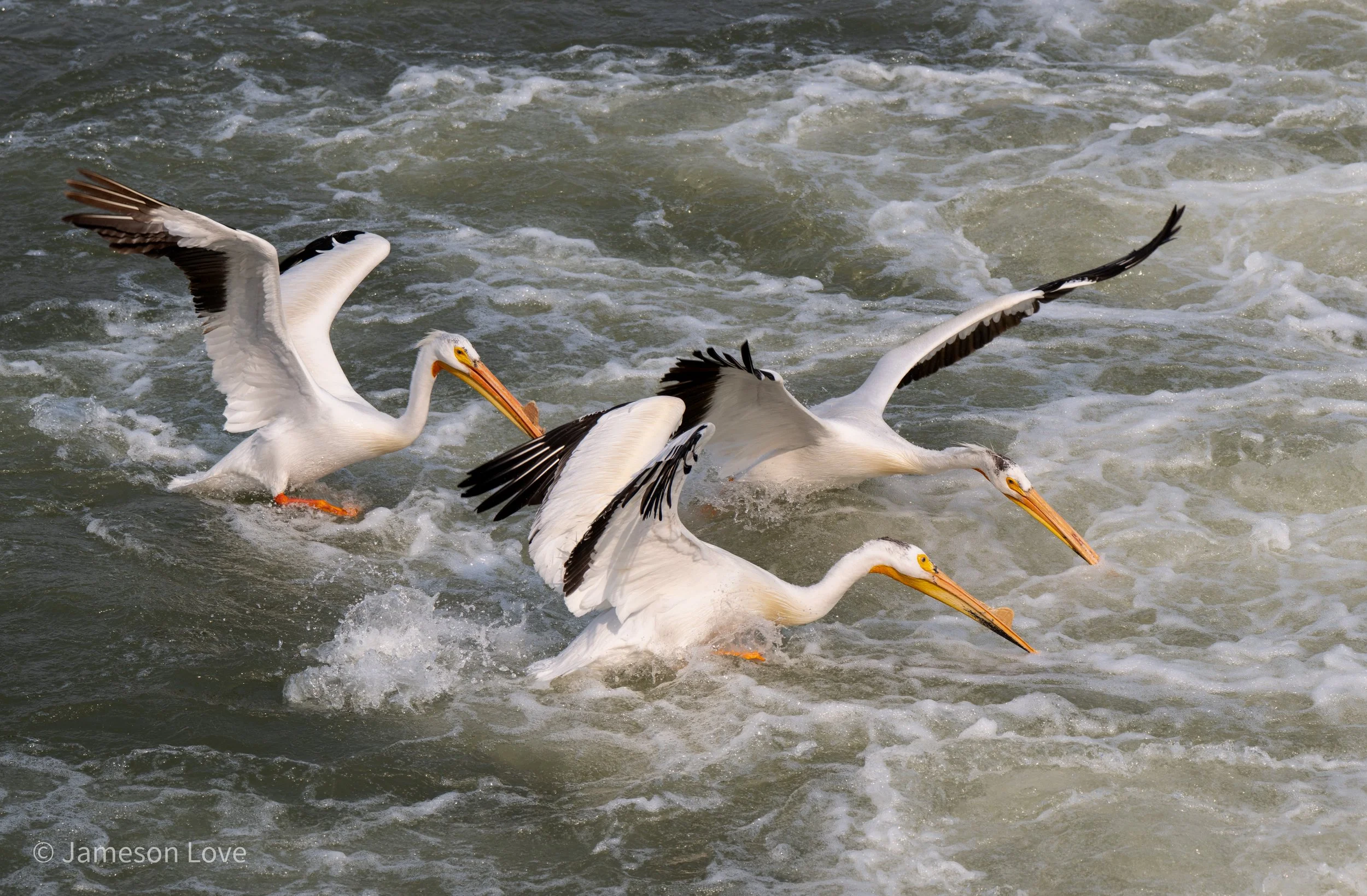 Poised to Strike; 
American White Pelicans;
South Saskatchewan River, Canada