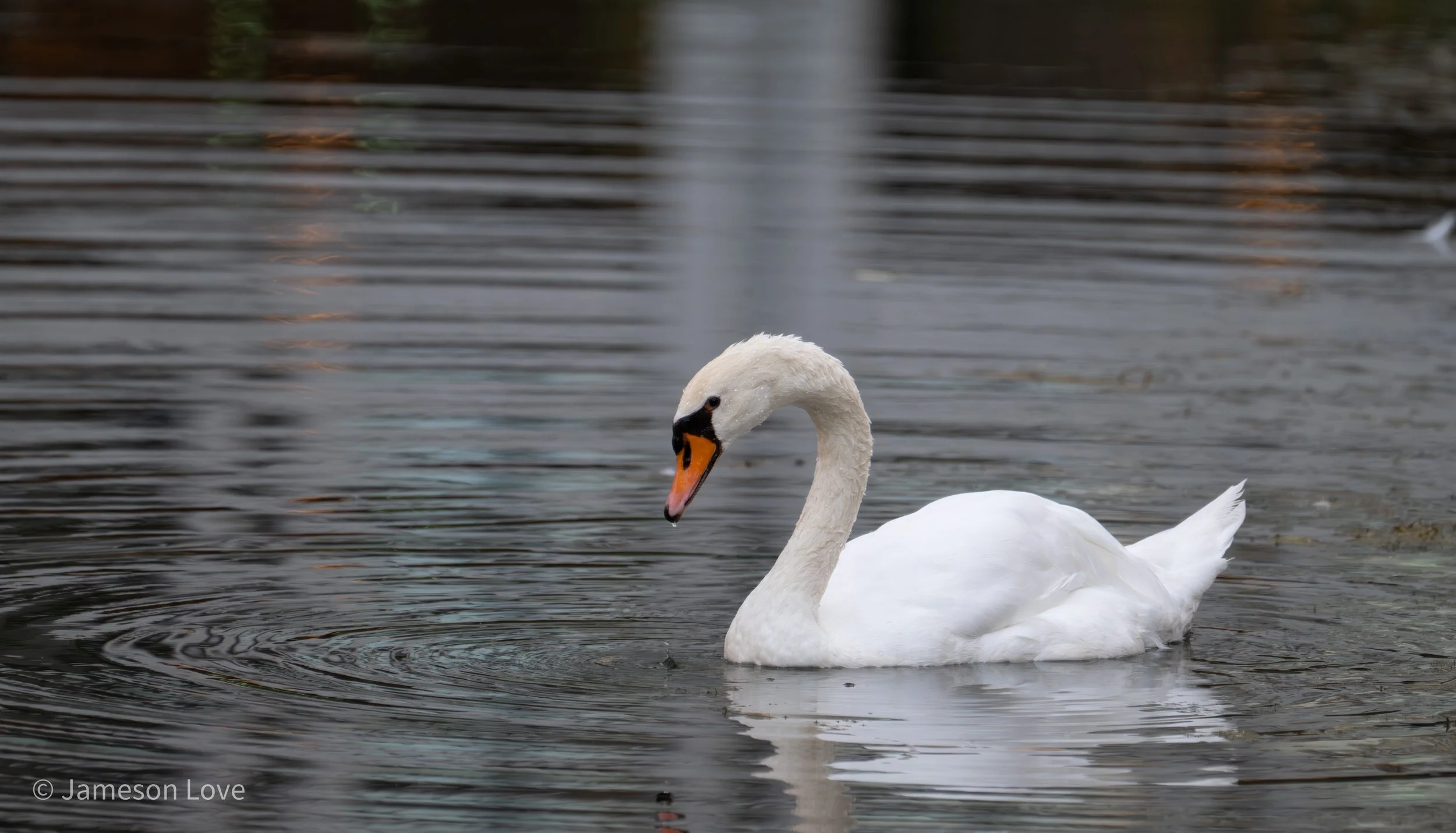 Swan;
Imperial Palace Moat, Tokyo, Japan
