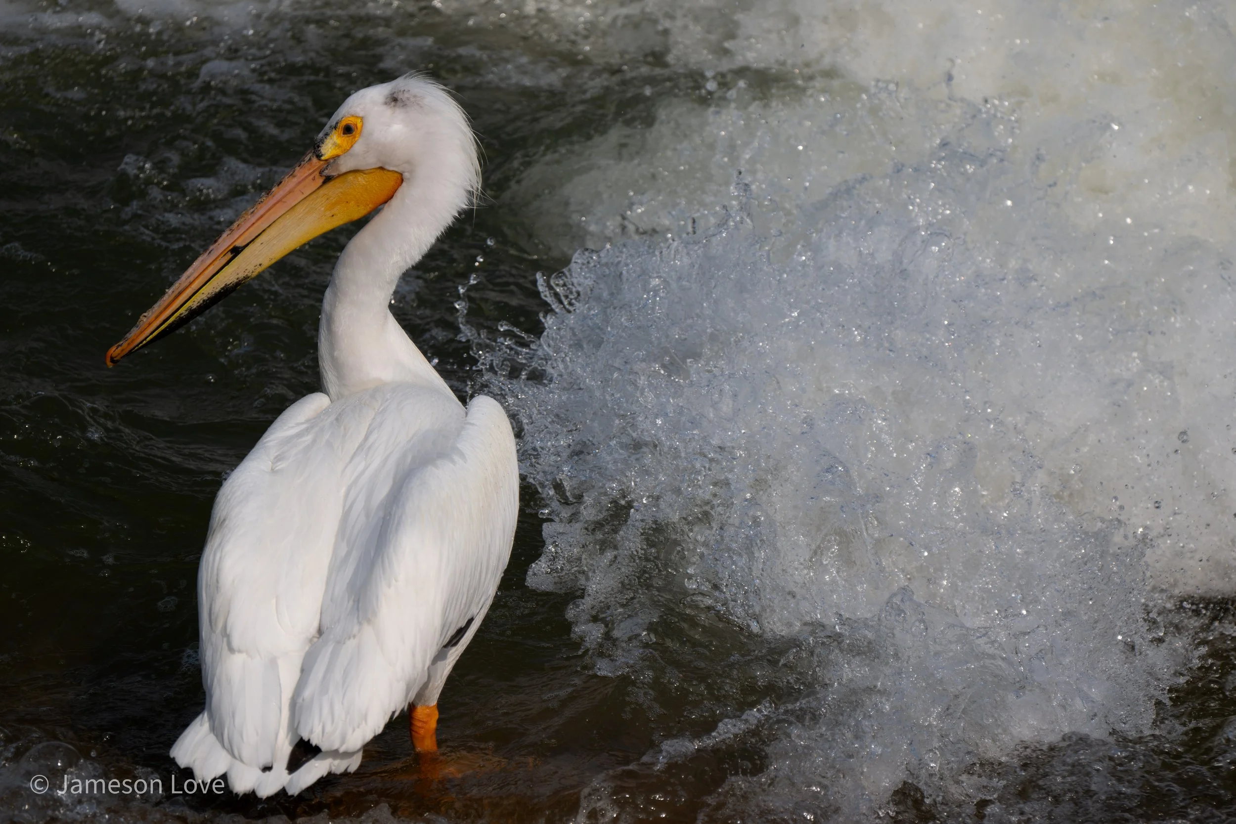 Stillness and Surge;
American White Pelican;
Weir on South Saskatchewan River,
Saskatoon, Saskatchewan, Canada