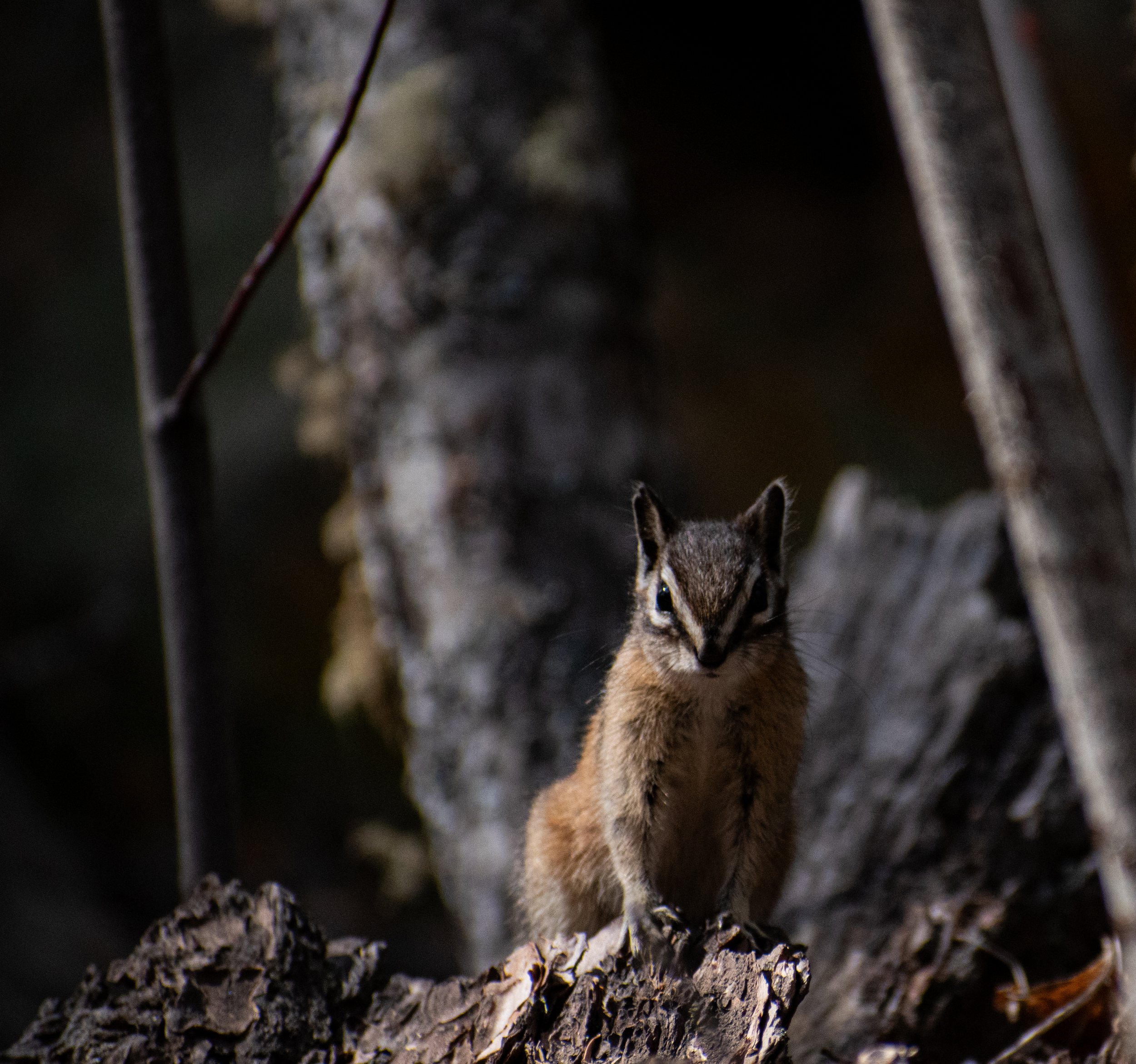 Chipmunk, BC, Canada