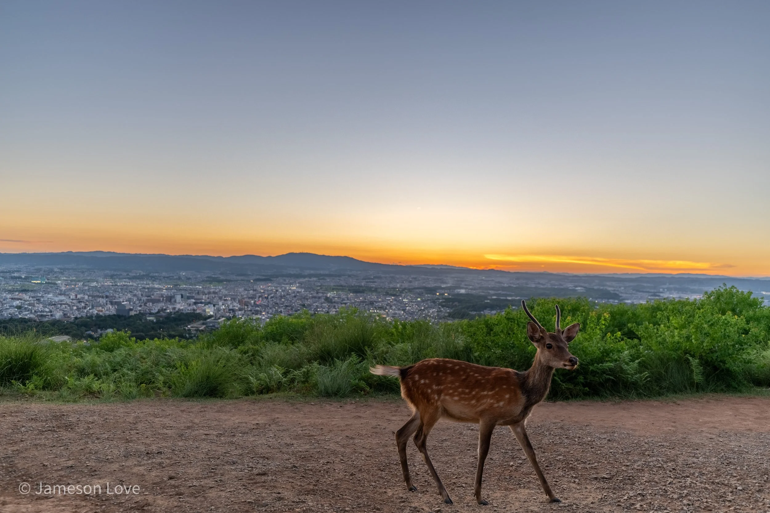 Sacred Messenger;
Sika Deer;
Nara, Japan