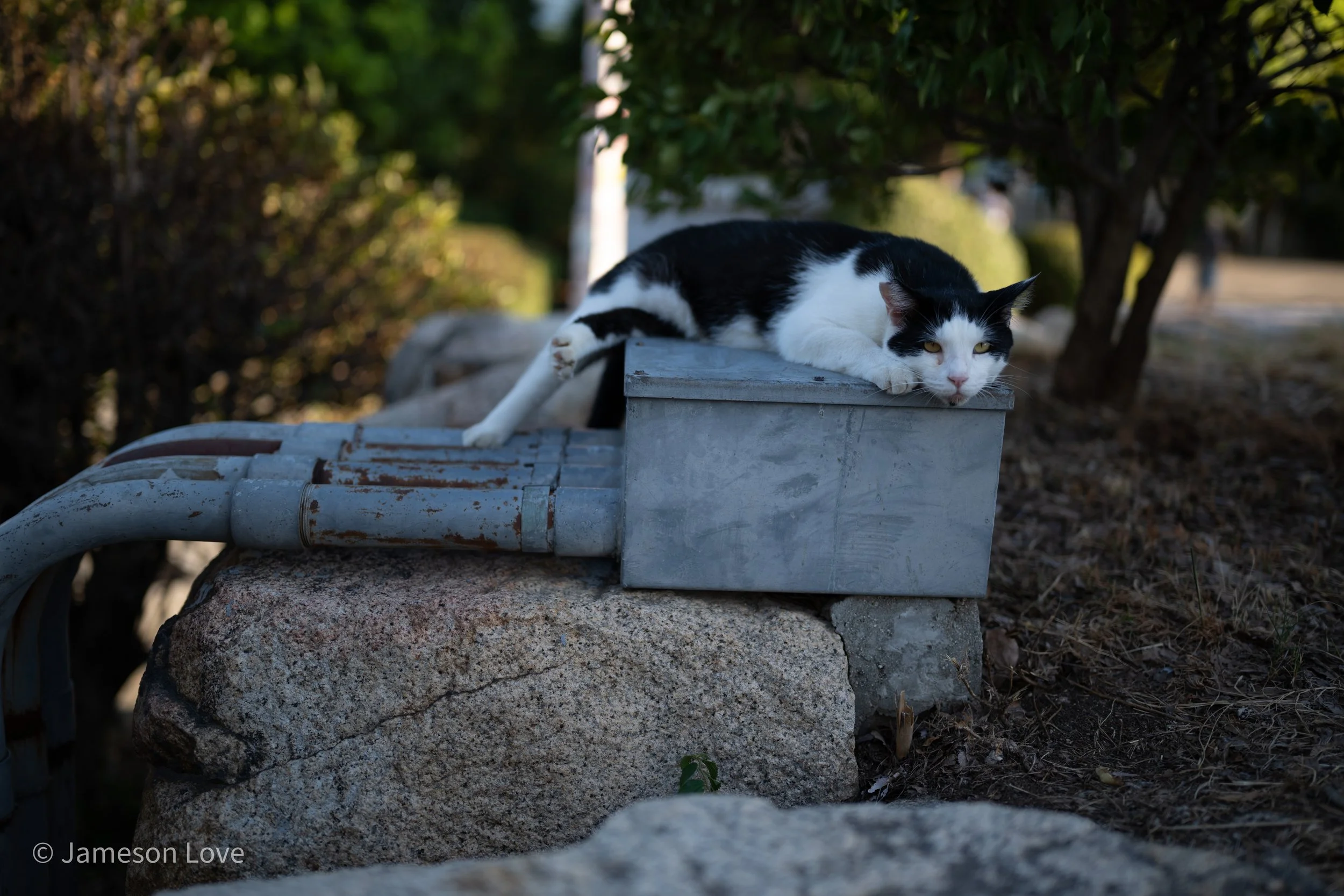 _DSC9847.jpg