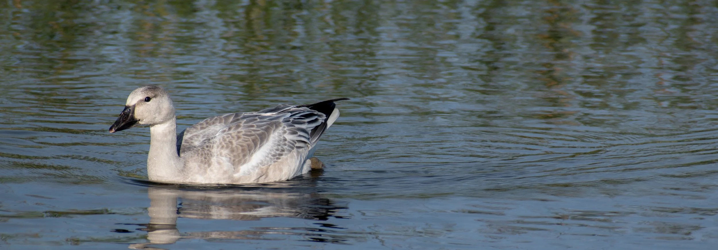 Young Snow Goose;
Candle Lake, Saskatchewan, Canada