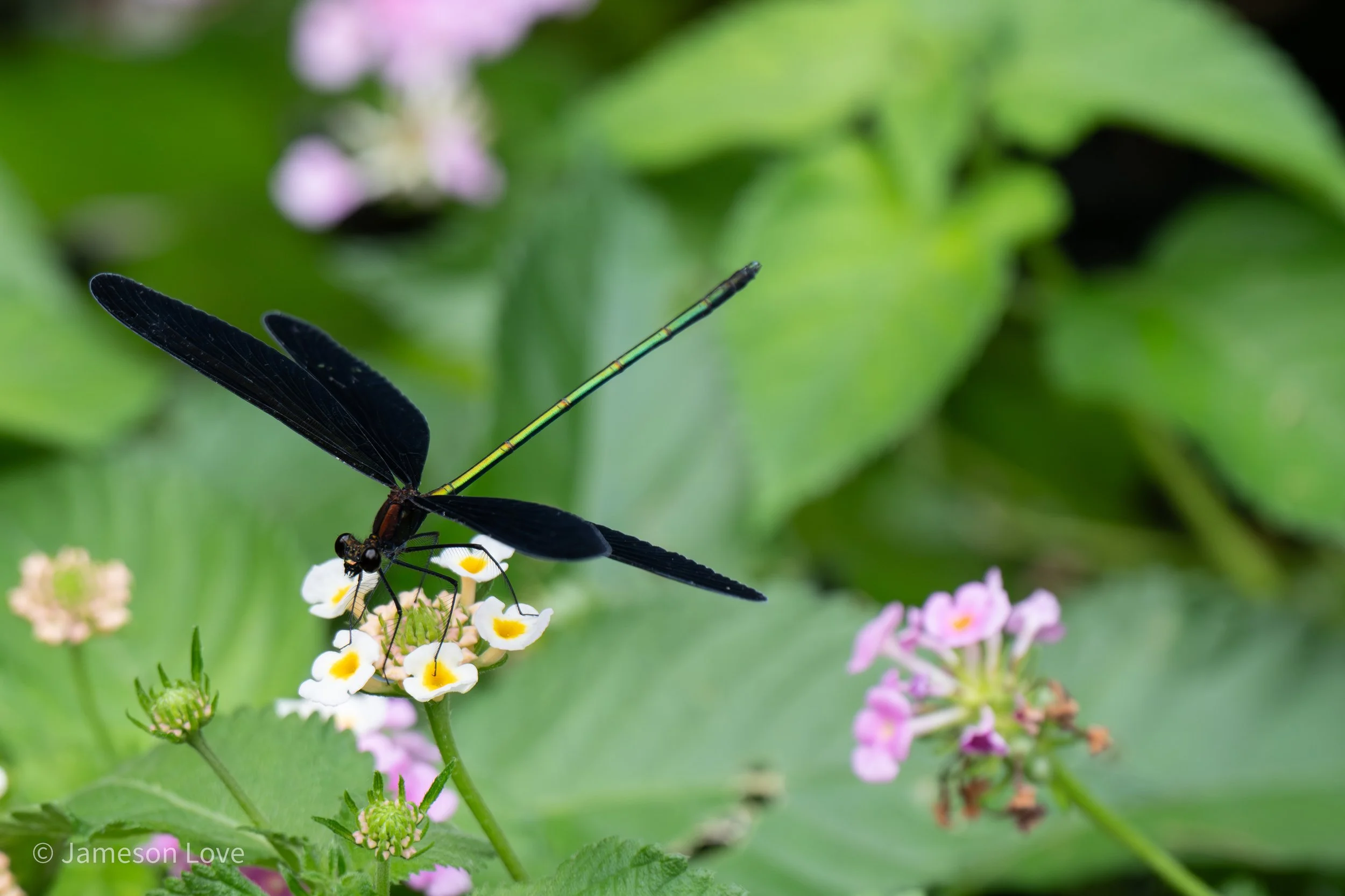 Japanese Ebony Jewelwing Damselfly on Lantana Flowers;
Kyoto, Japan