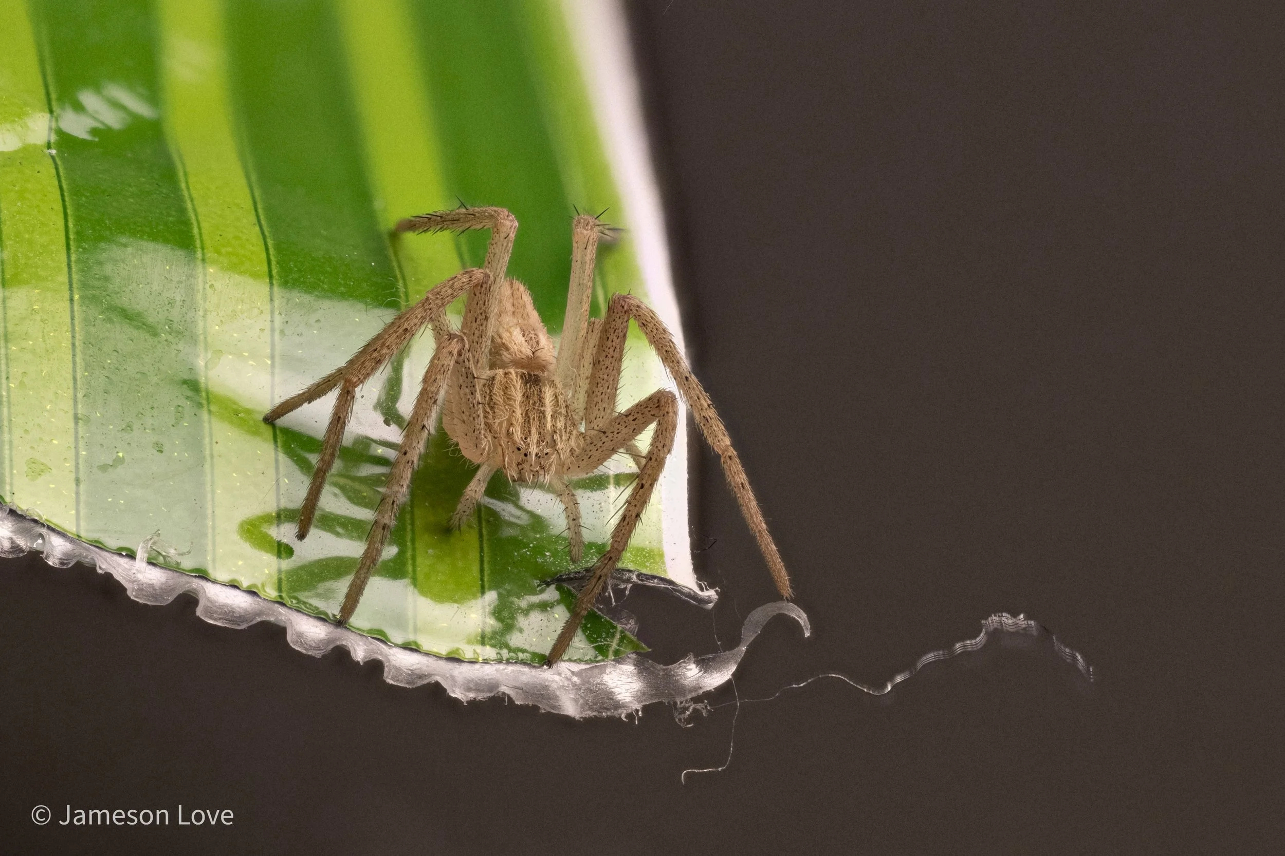 2026-08-22-15.30.25 ZS PMax.jpg