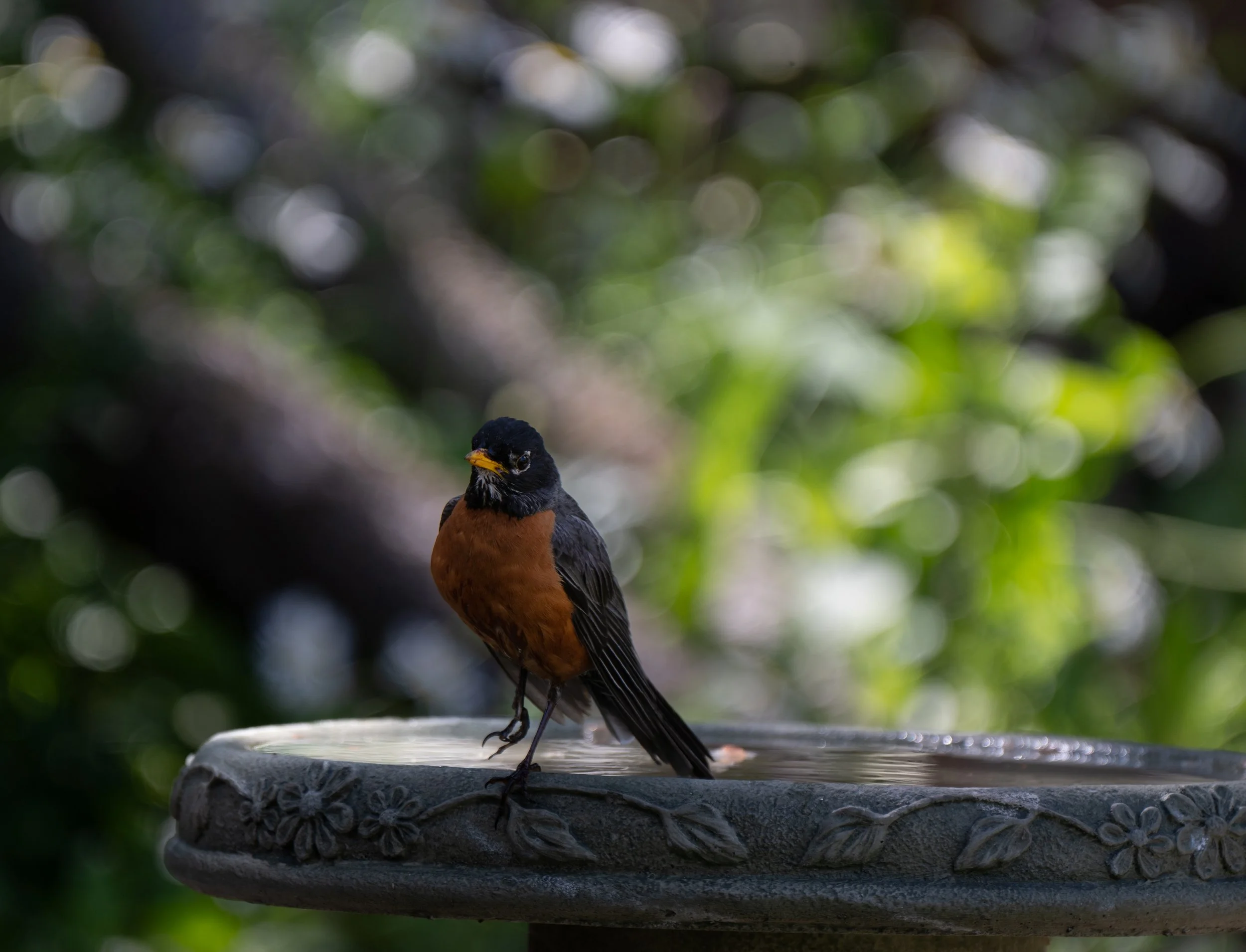 Robin on the Backyard Birdbath