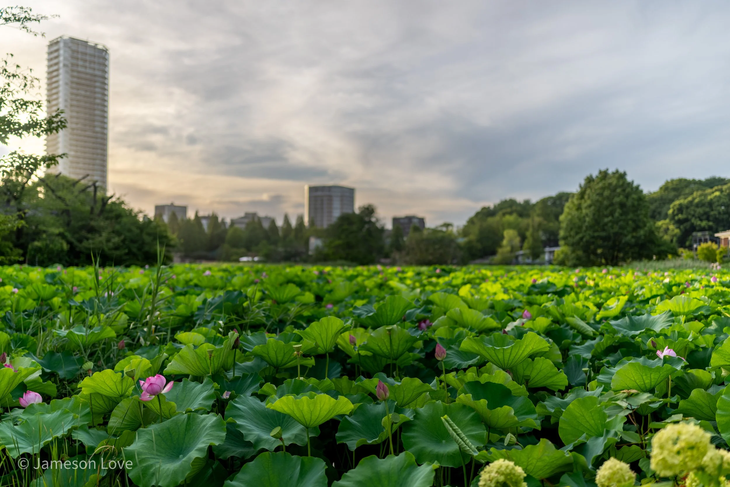 Waterlilies at Eye-Level;
Imperial Palace Moat, Tokyo, Japan