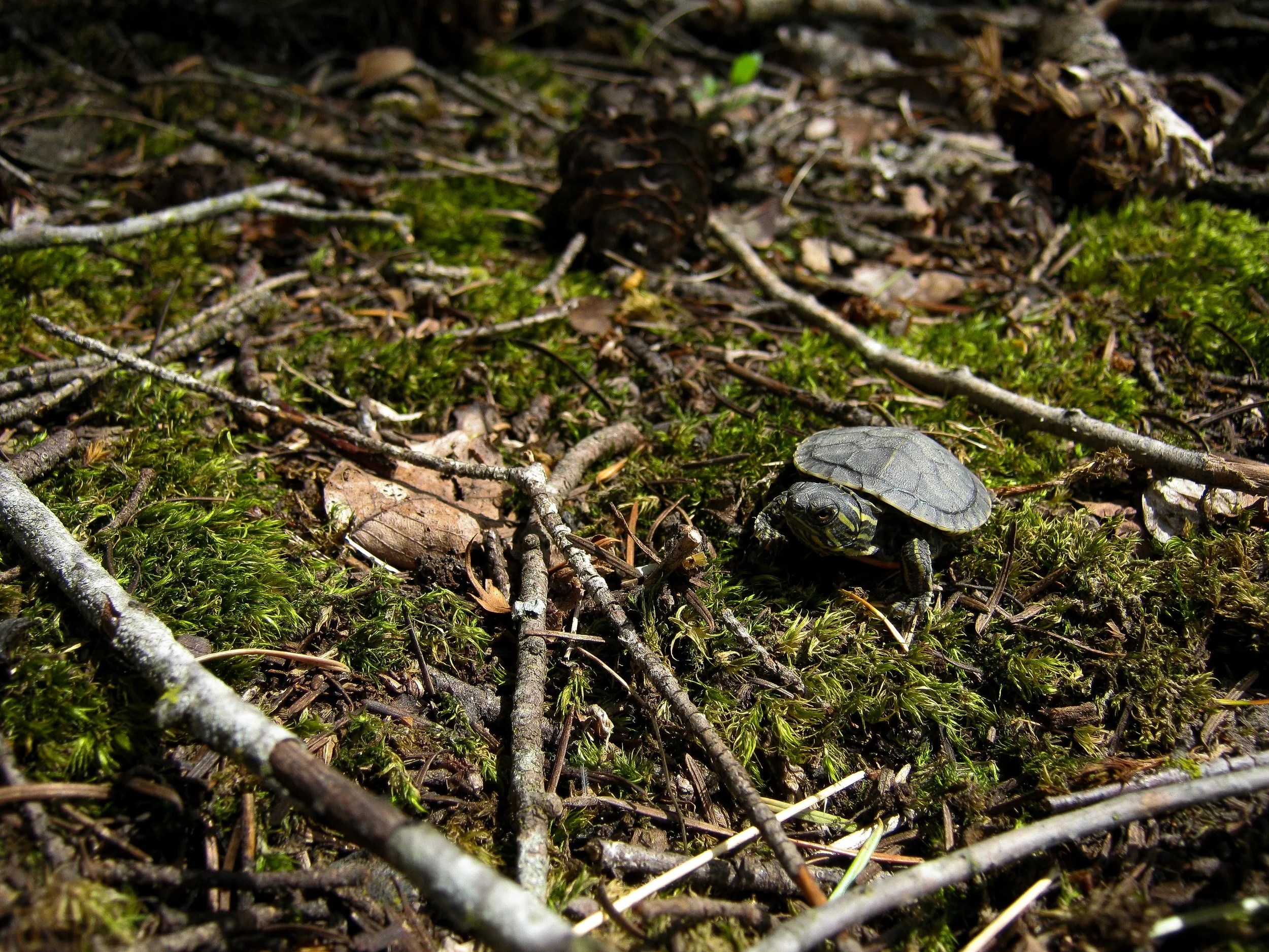Turtle;
Gardom Lake, BC, Canada