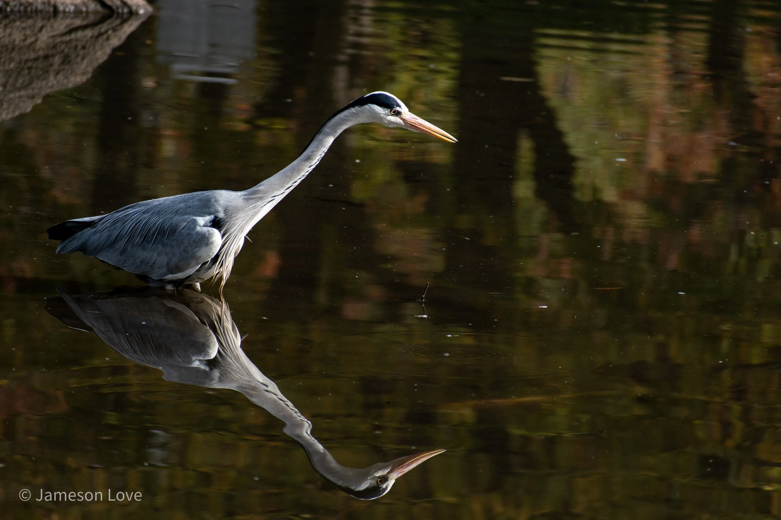 Grey Heron;
Tokyo, Japan