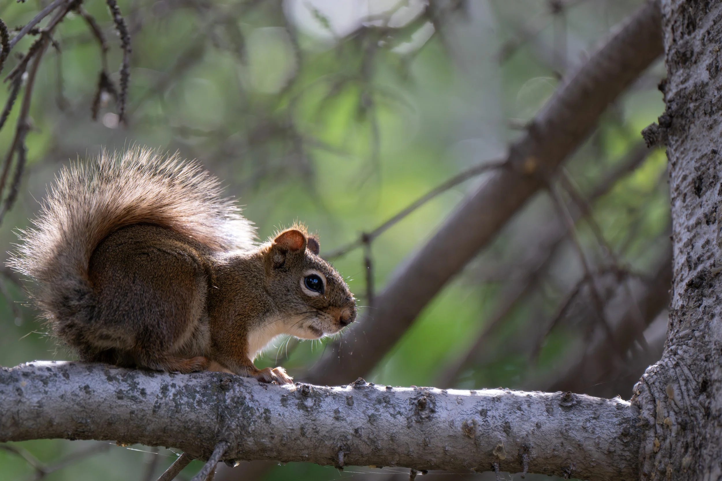 American Red Squirrel;
Saskatoon, Saskatchewan, Canada