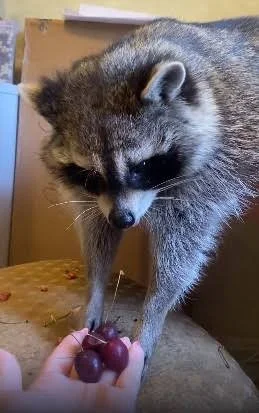 National Raccoon Day!!