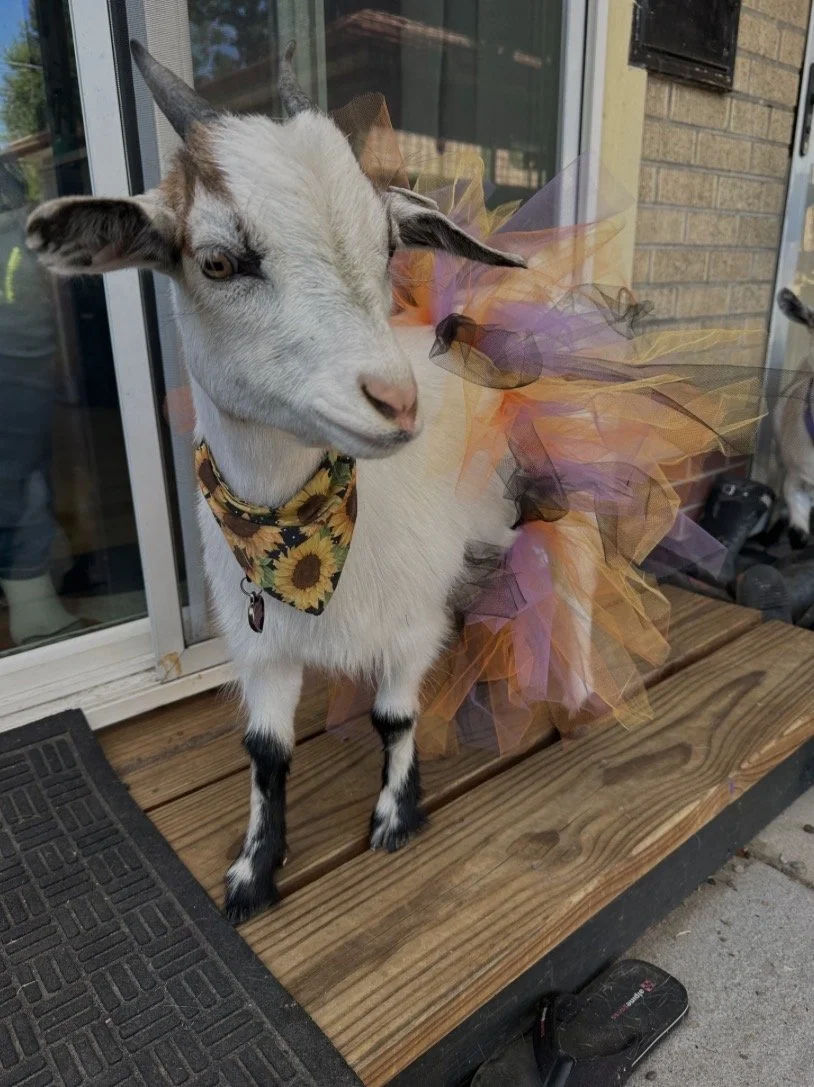 BABY GOATS!!!