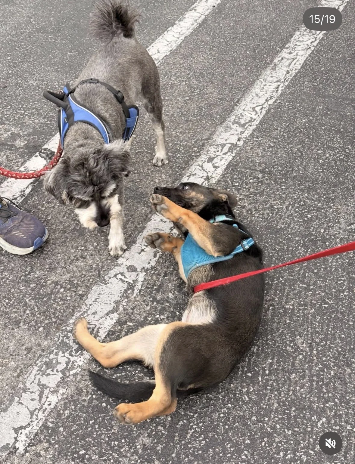 Two puppies meeting on an asphalt road, one standing with a blue harness and the other lying down with a red leash, both looking at each other.