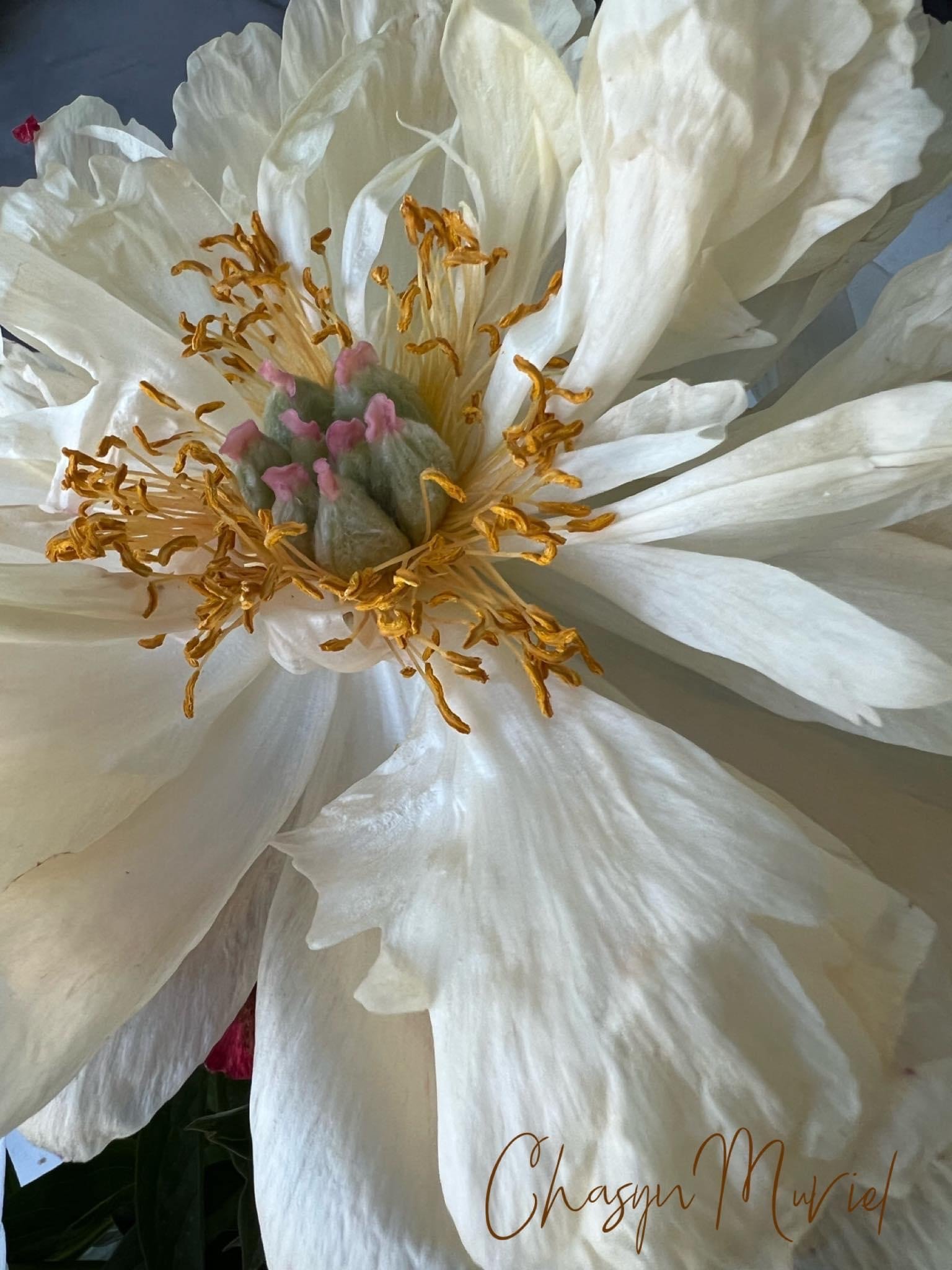 The Peony