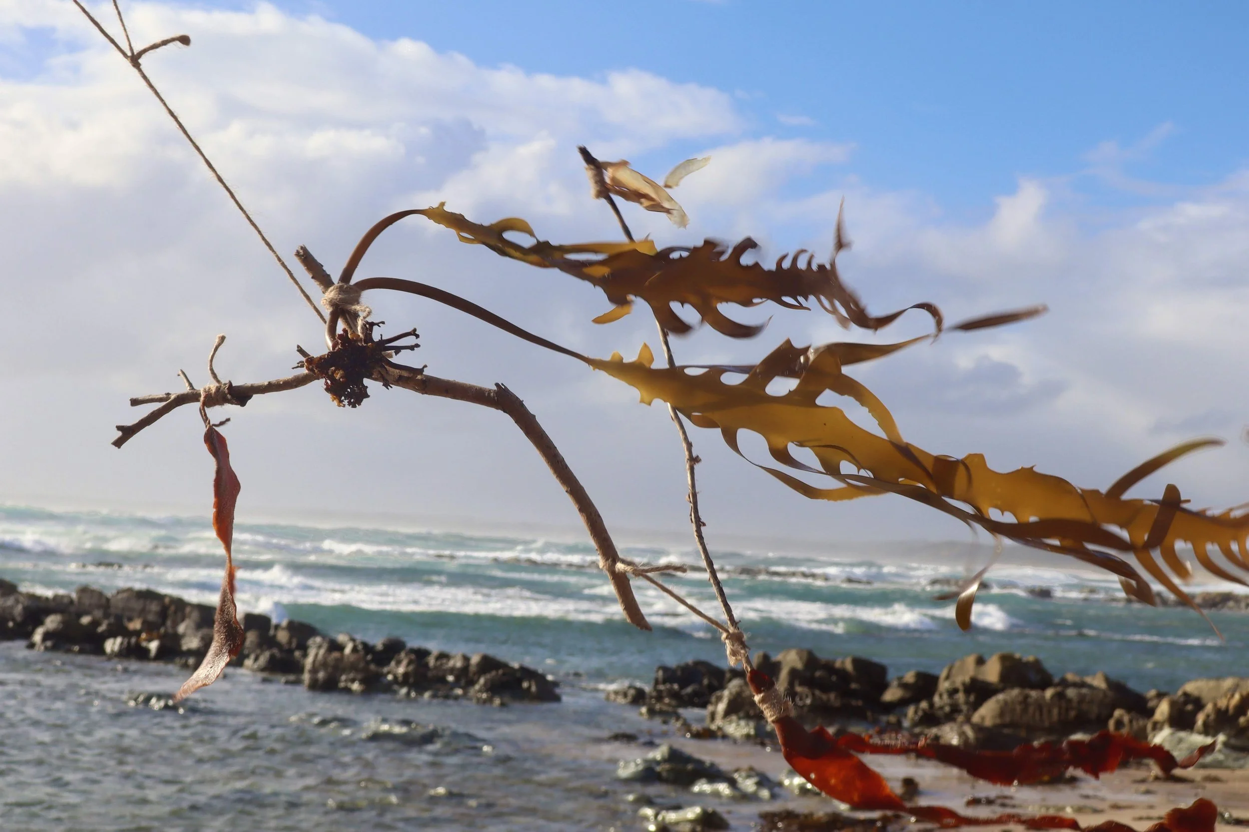 Coast 1, Claire Pendrigh, 2026.jpeg