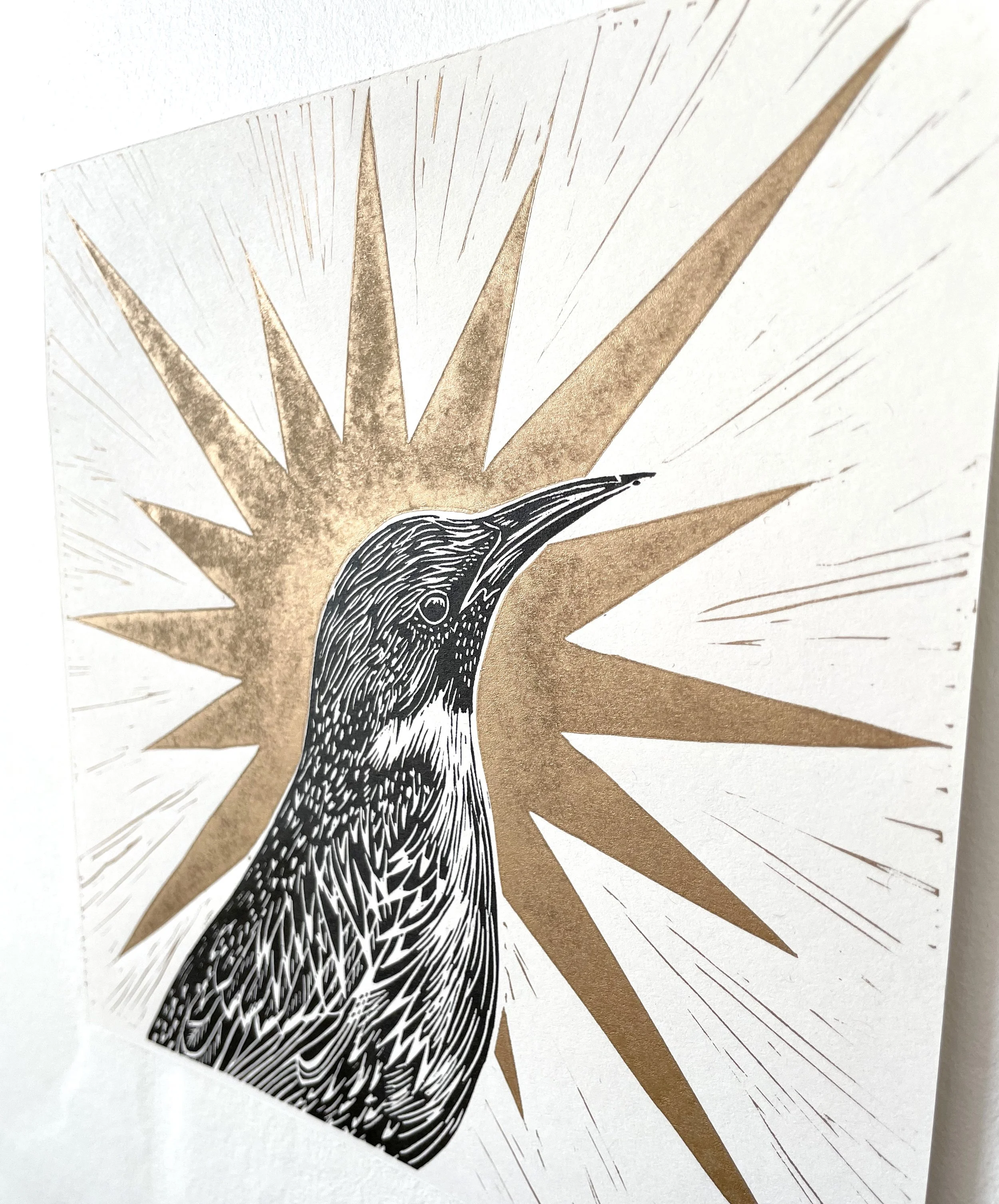 starling gold star (side).jpg