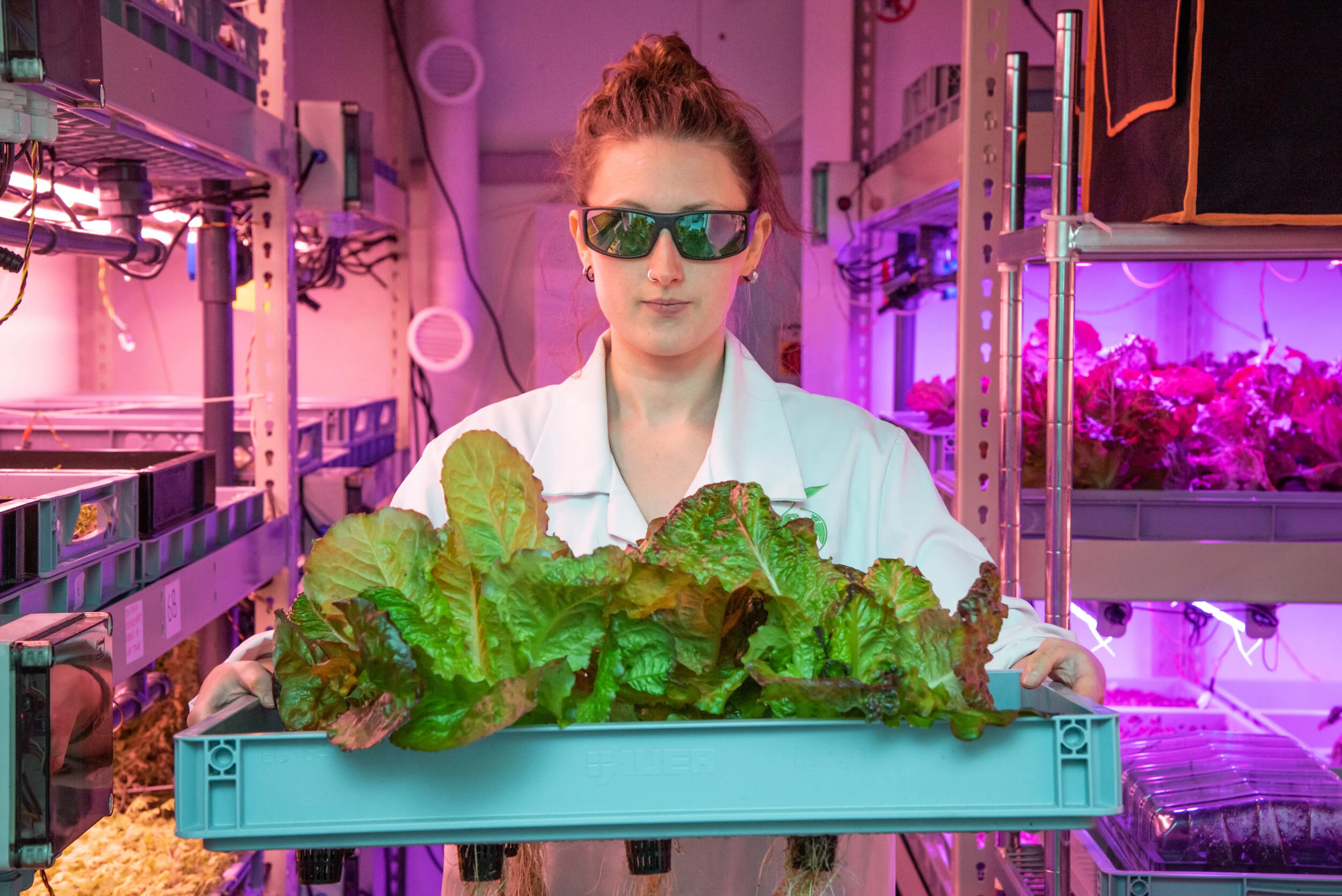 Lettusgrow-070519-204.jpg