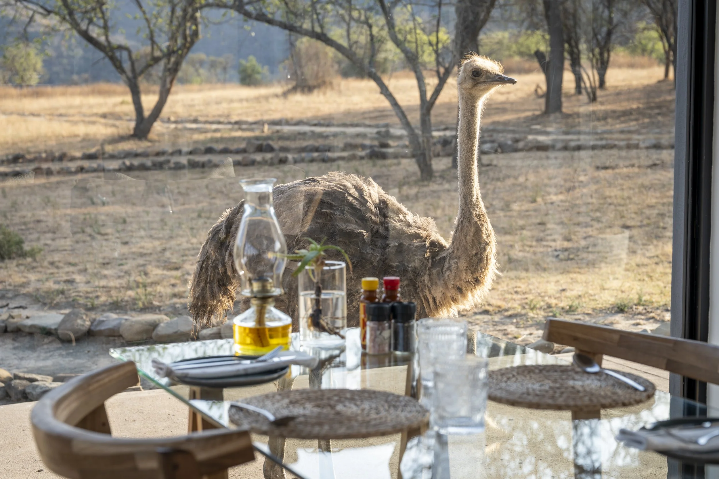 Lucy, the resident ostrich at Sasi Bush Lodge, curiously looks through the dining room window during breakfast service. The image captures a unique wildlife encounter as she peers inside at an elegantly set breakfast table