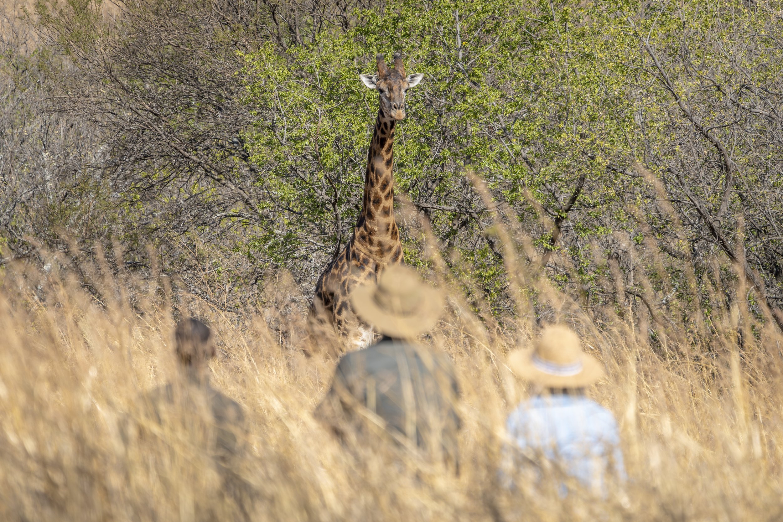 A group of people on a guided nature walk who encounter a male giraffe in amongst the tall grass and natural bush. The guests marvel at the giraffe height as it stand proudly above them. The golden colours of giraffe in their natural habitat