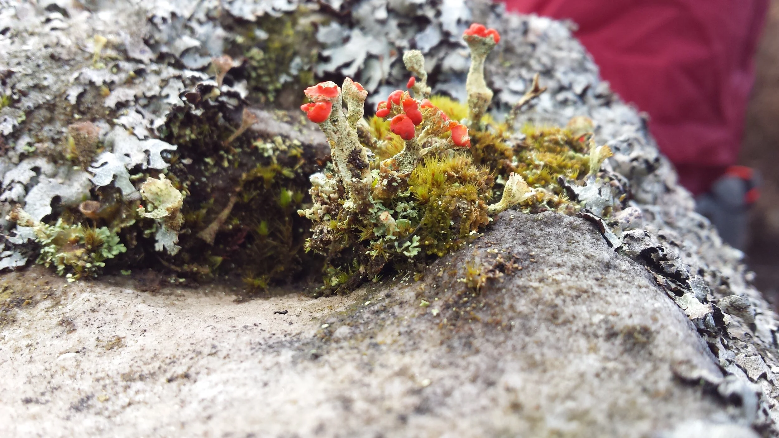 lichen 