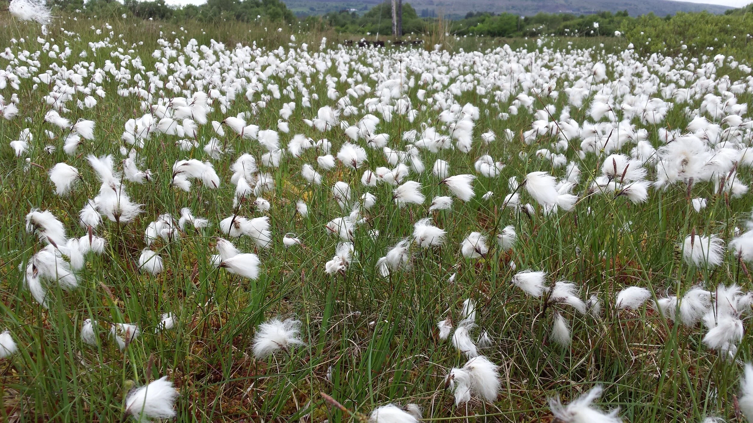 bog cotton