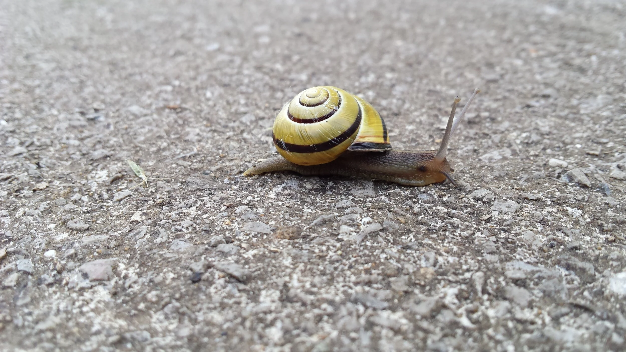 Snail on road