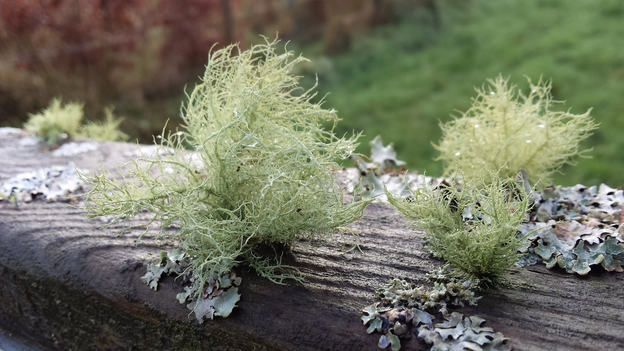 Moss on Wood