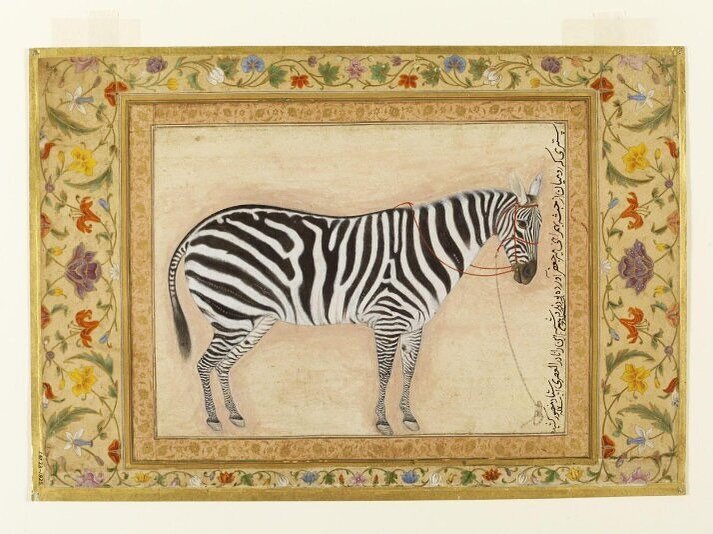 ◾️◽️◾️zebra crossing◽️◾️◽️
Made 400 years ago, almost to the day, this little painting, to me, represents the richness of cultural exchange and migration. The zebra in the painting was brought all the way from Ethiopia by Turks to India, then part of