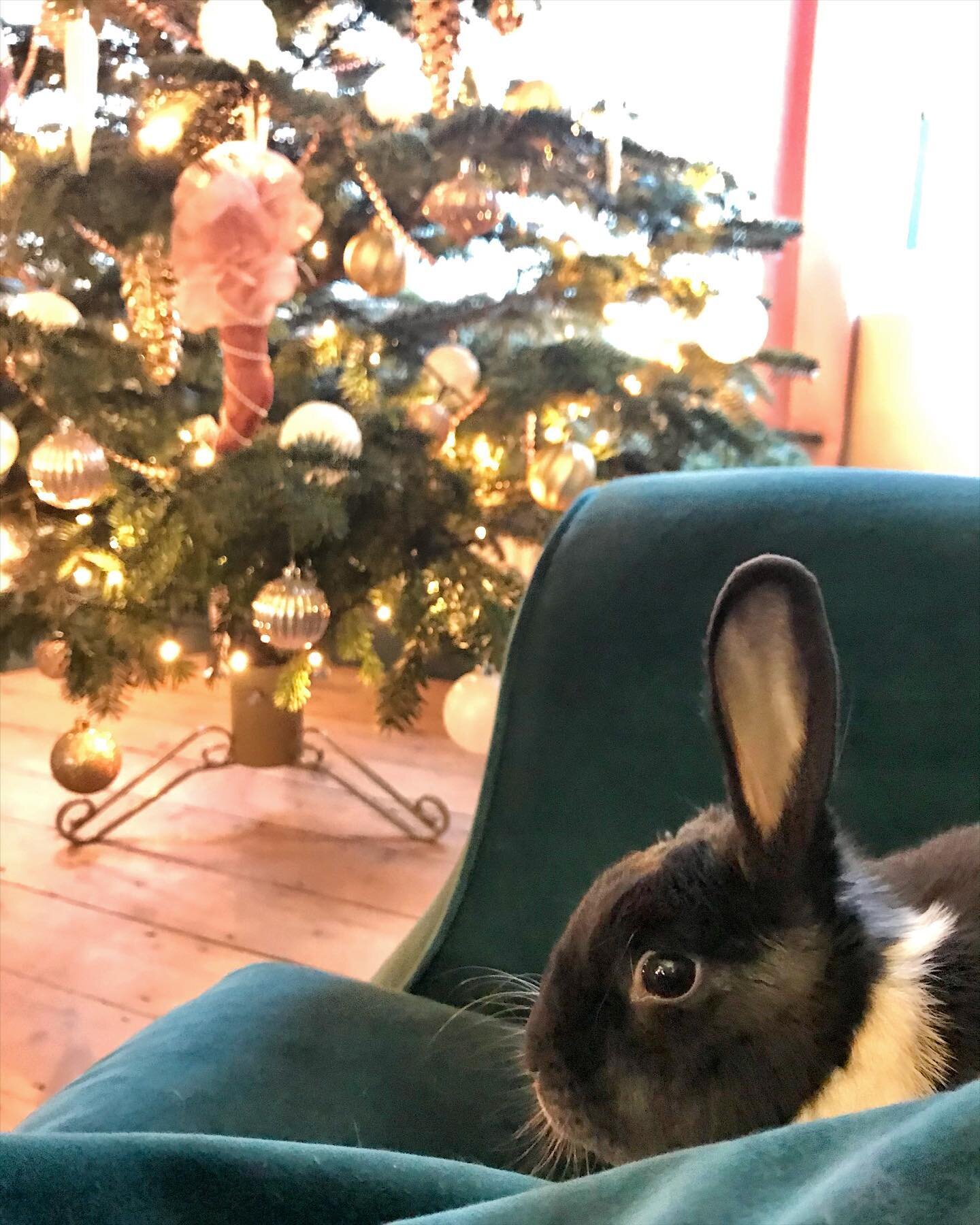 🐰🎄💖

_____________________________________

#bunnyrabbit #housebunnies #hesnotminebutilovehim #bunniesofinsta #rabbitsofinsta #deckthehalls #christmasdecor #christmasiscoming #christmas2020 #mrbums #bunnyofig #bunnyworld #bunnylovers #bunnylover #