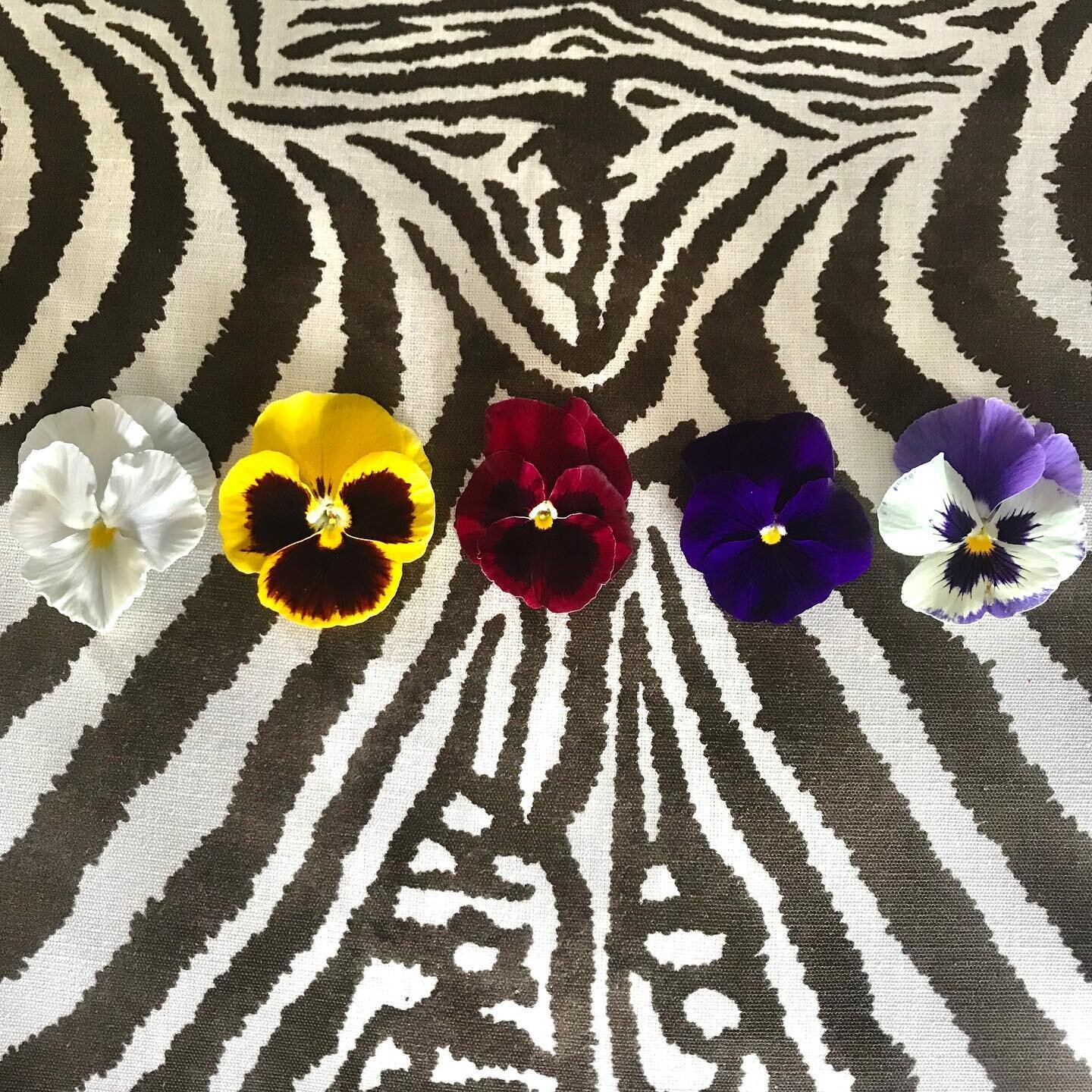 Pansy Pals 💜💛

___________________________________________

#interiors #interior #houseofhackney #flowers #homegrown #flower #pansy #pansyflower #pansypals #decor #interiordetails #interiordesign #interiordecor #upholstery #zebra #zebraprint #zebra