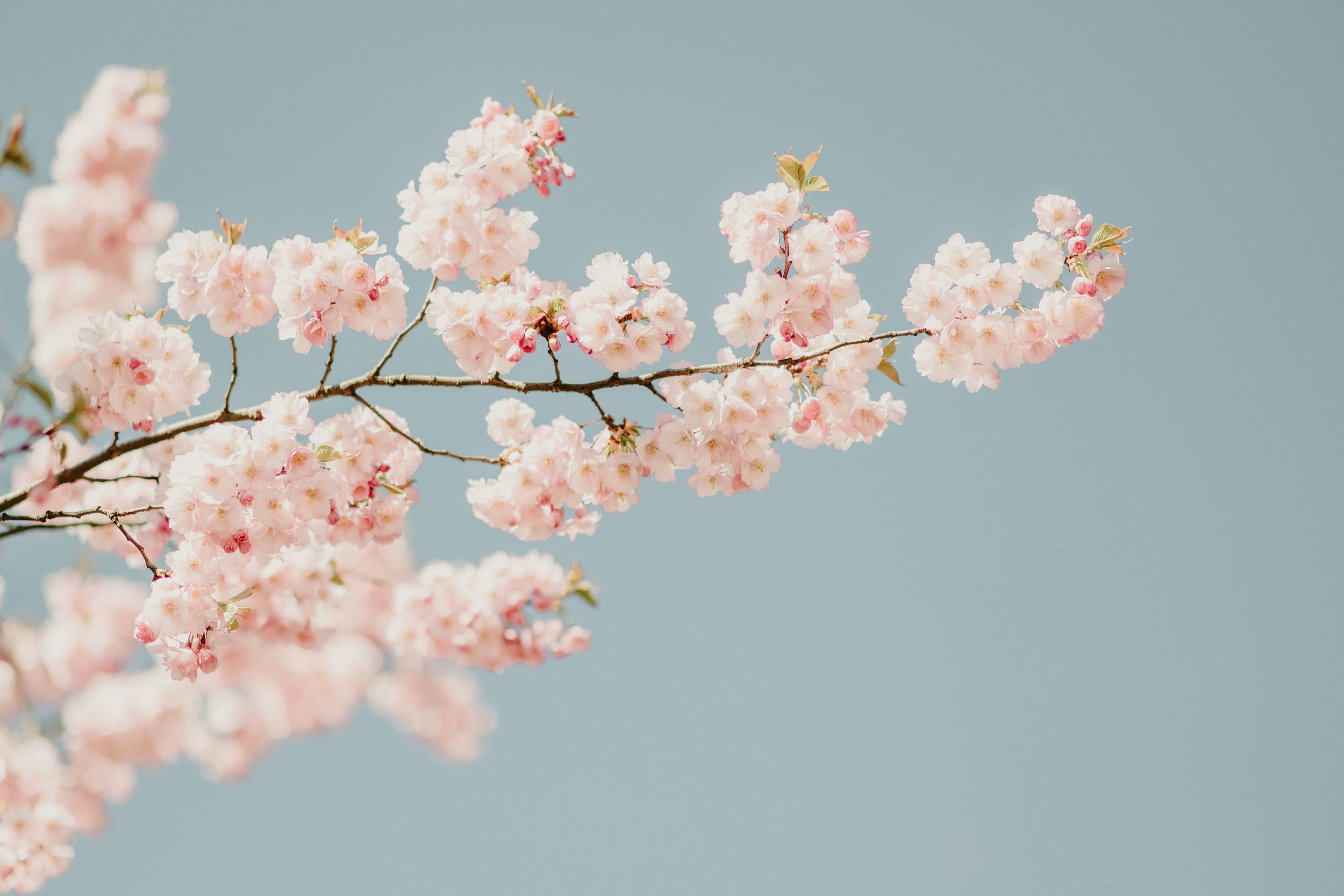 Spring in Chinese Medicine: More Than a Spring Detox