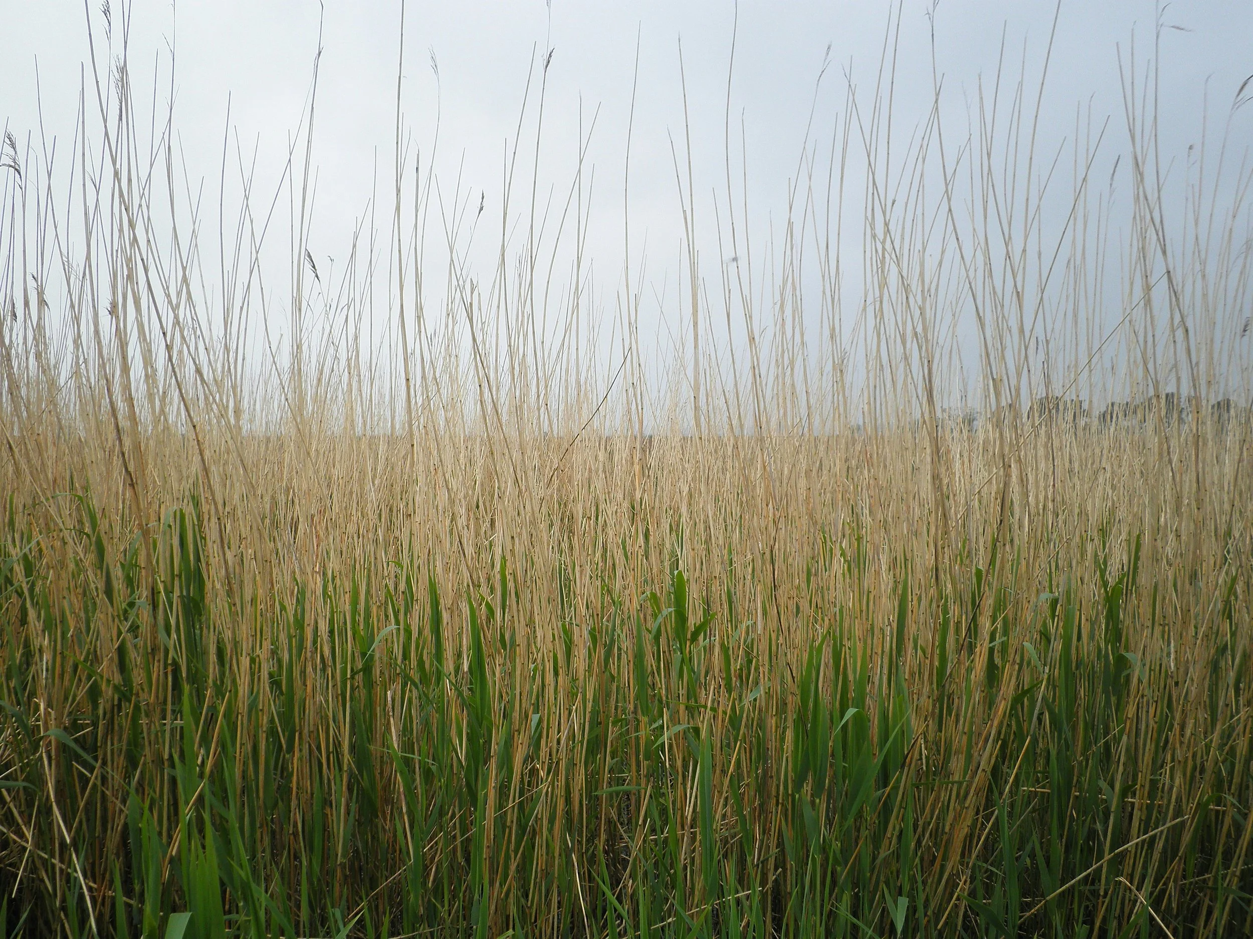 Flowering grass during Melbourne’s spring pollen season