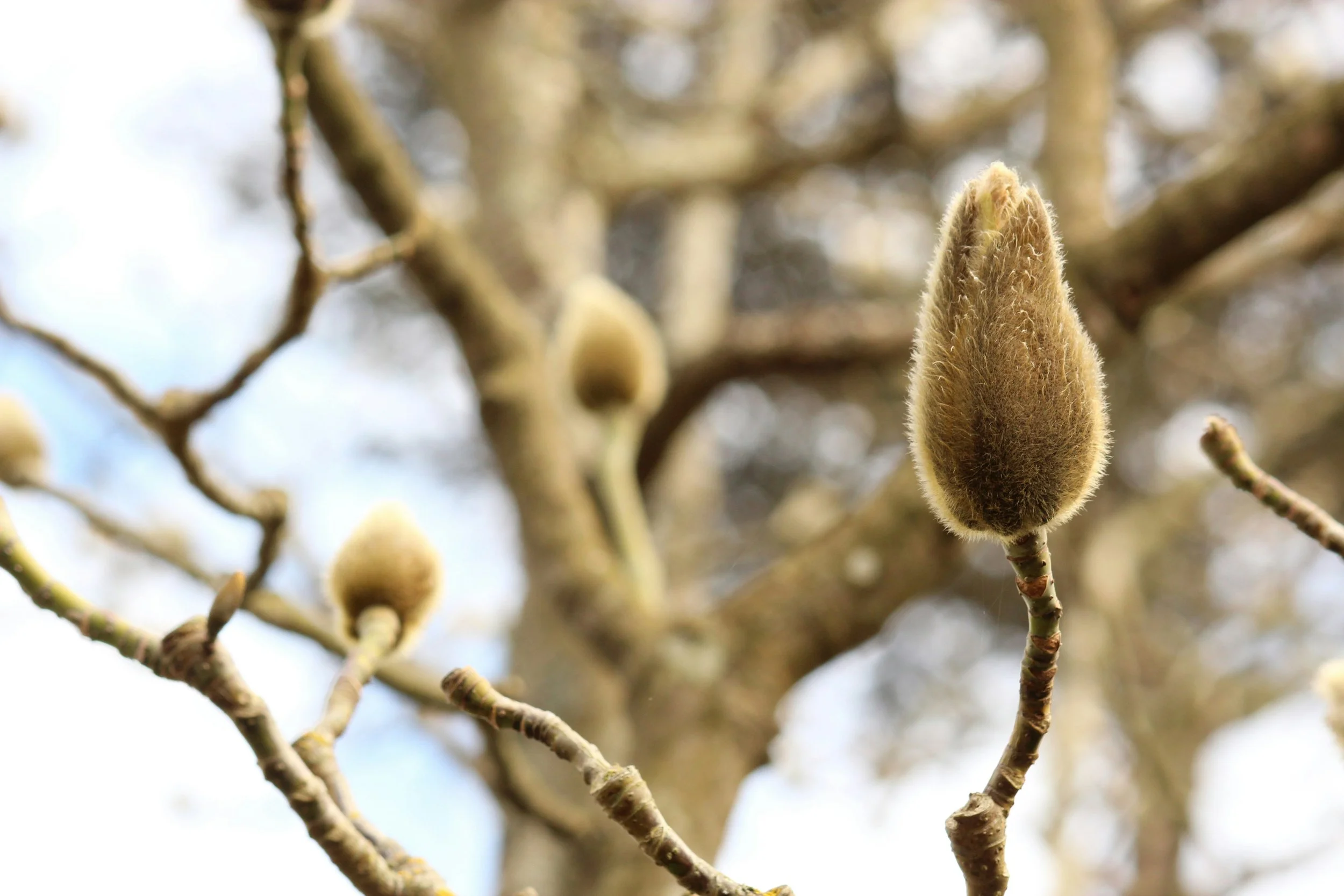 Xin Yi Hua magnolia flower buds used in Chinese herbal medicine