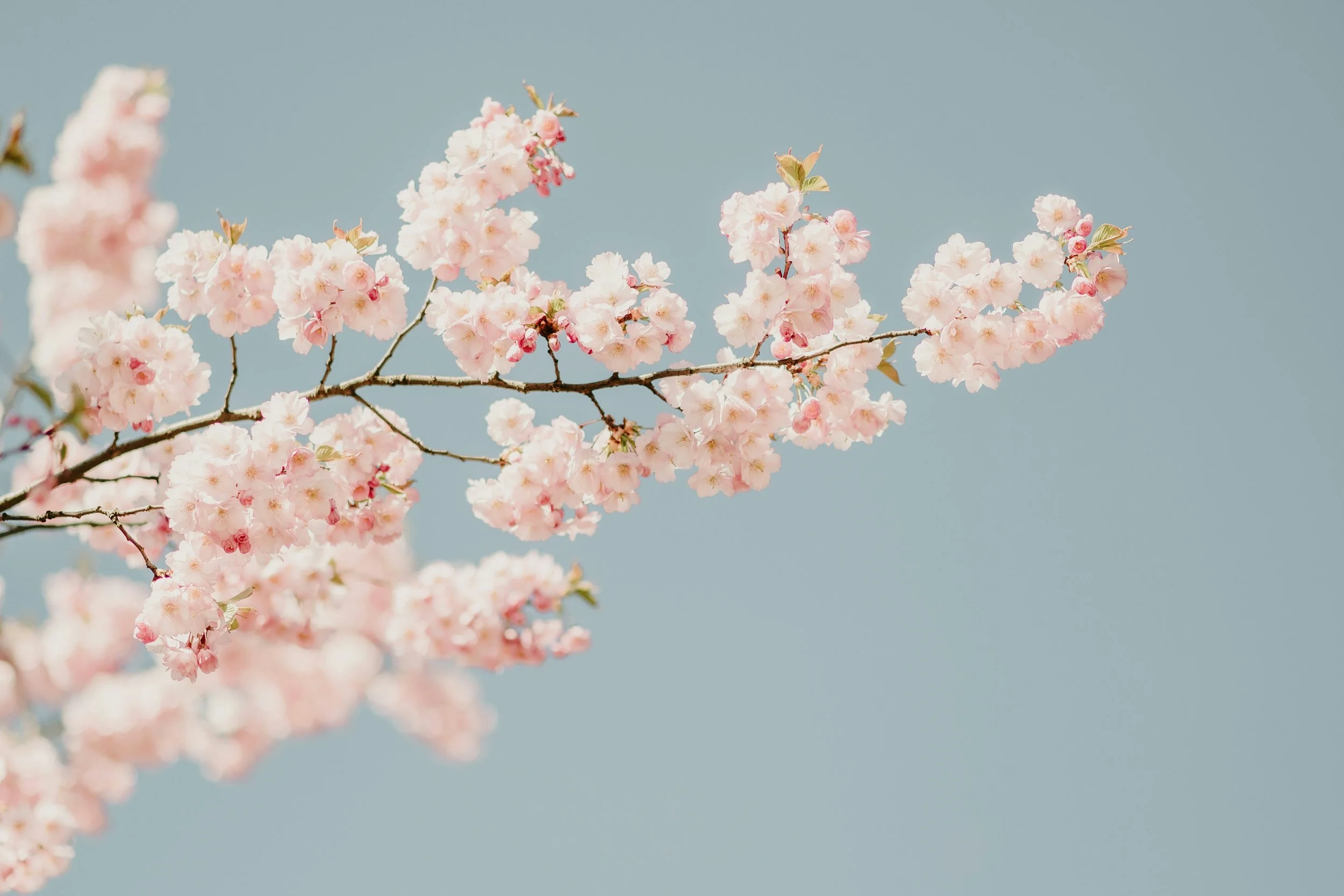 Spring blossoms in Melbourne