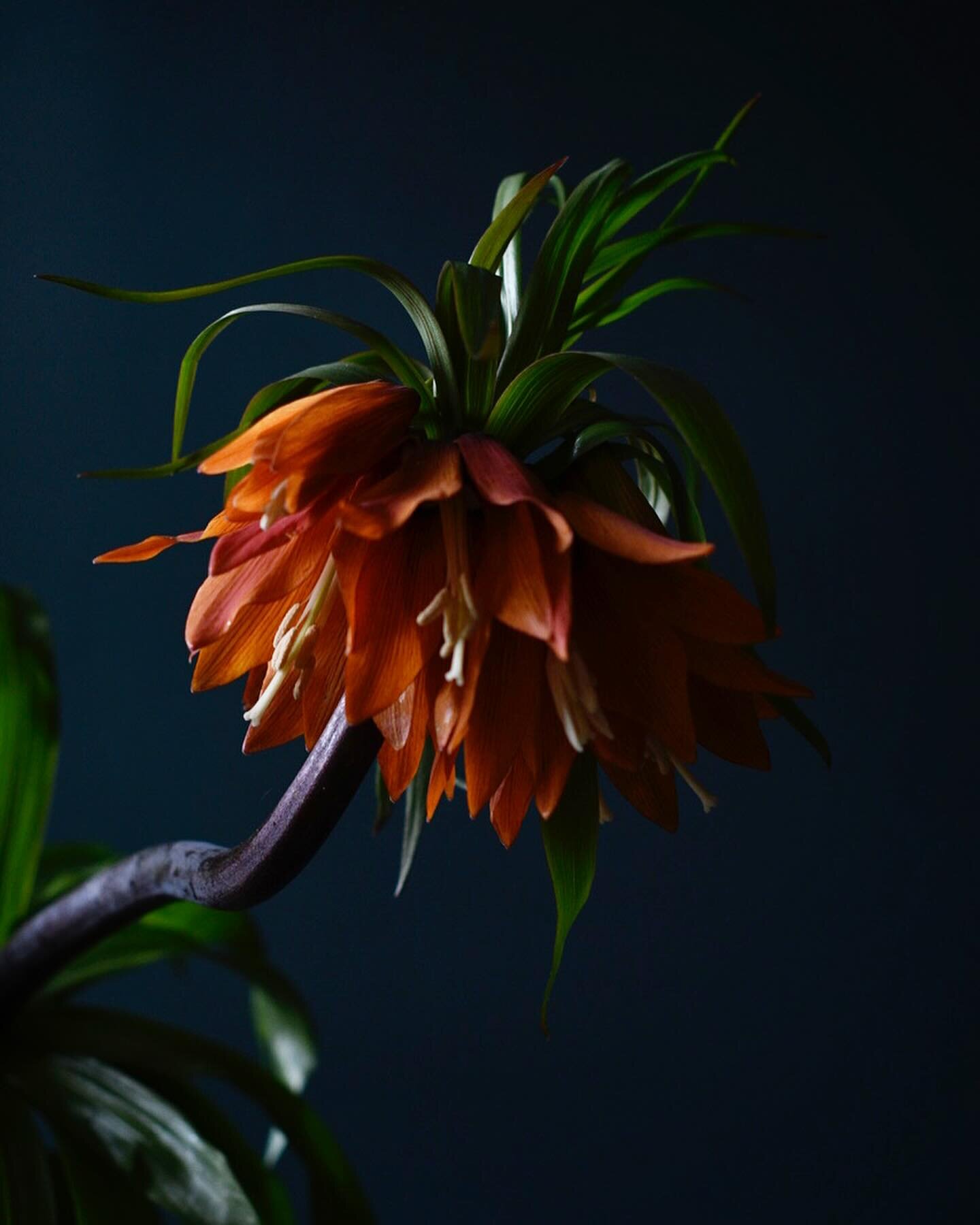 The Emporer&hellip;..
.
.
.
.
#orange
#springflowers 
#fritillariaimperialis 
#fritillaria