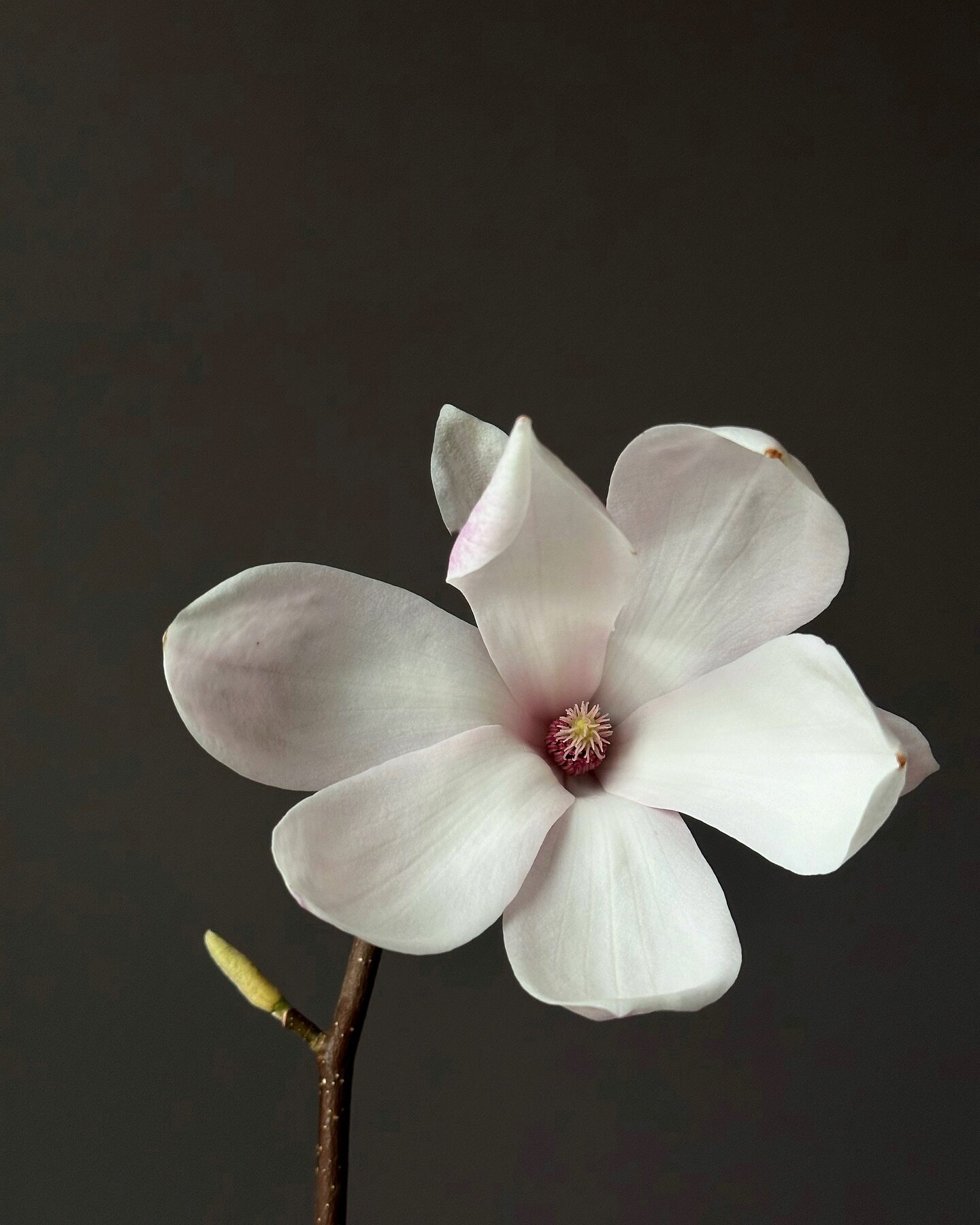 Magnolia season&hellip;. Nearly over&hellip;.
.
.
.
.

#flowersandotherstories
#littlegardenstories
#botanicaldreamers
#theblissofthis
#ajoyfulmagic
#daysofsmallthings
#poetryofsimplethings
#simpleandstill
#beautyyouseek
#simplethingsmadebeautiful