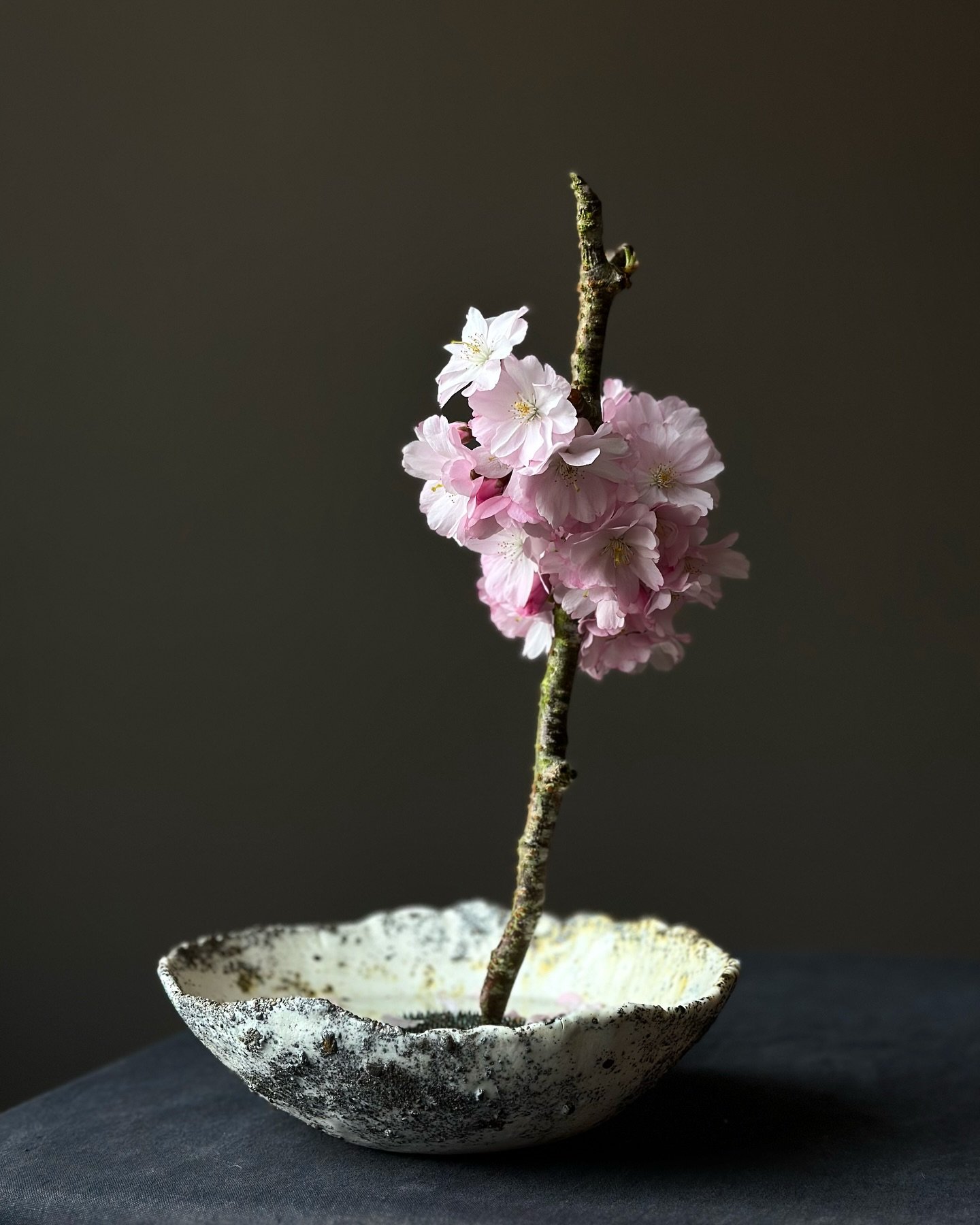 Blossom in a bowl made by Sarah Jerath using ash from a river bed in Wales&hellip;. 
.
.
.
.
.
#cherryblossom #spring #pink #sustainablefloristry #blossom